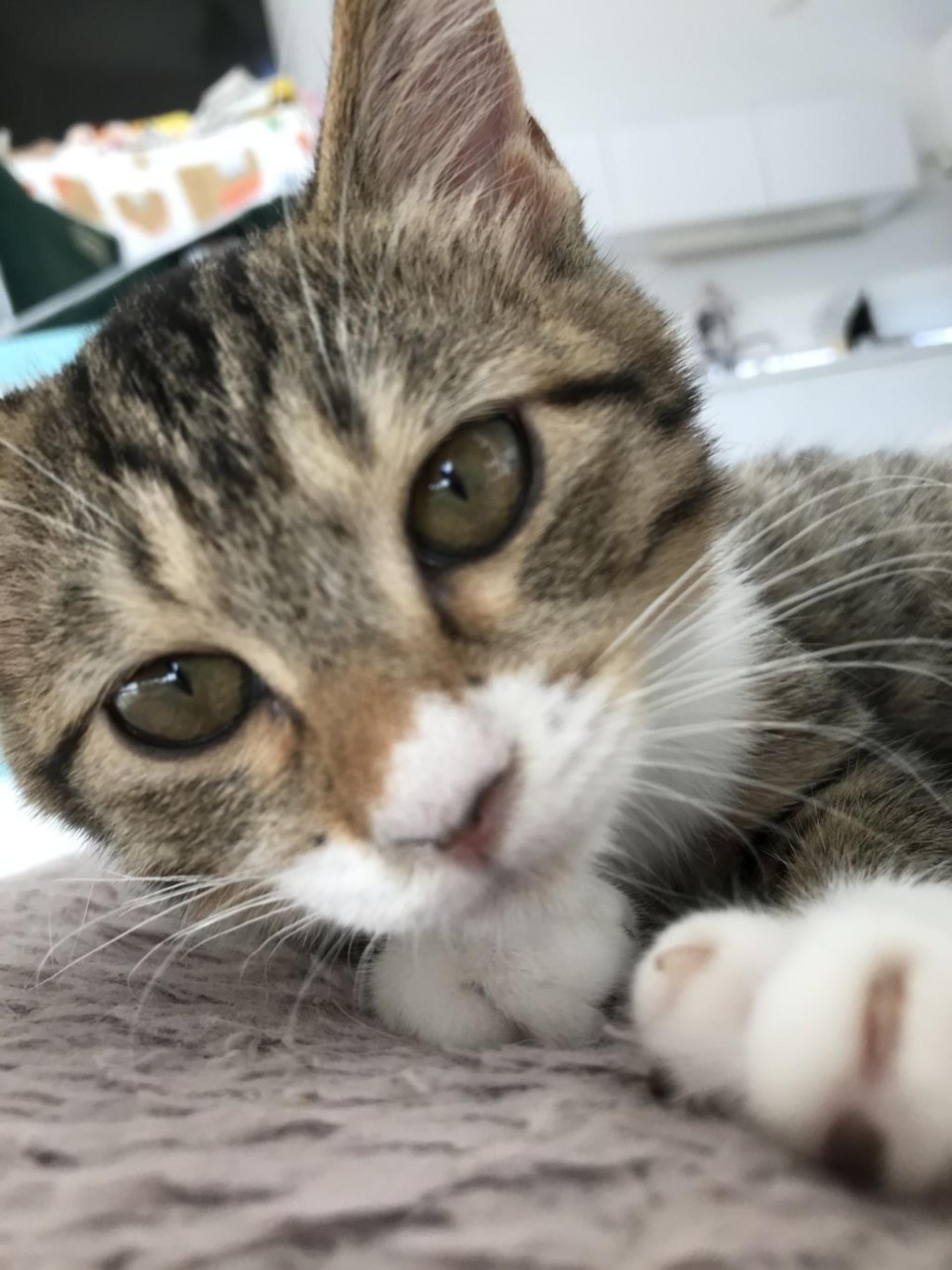 pet-image-5