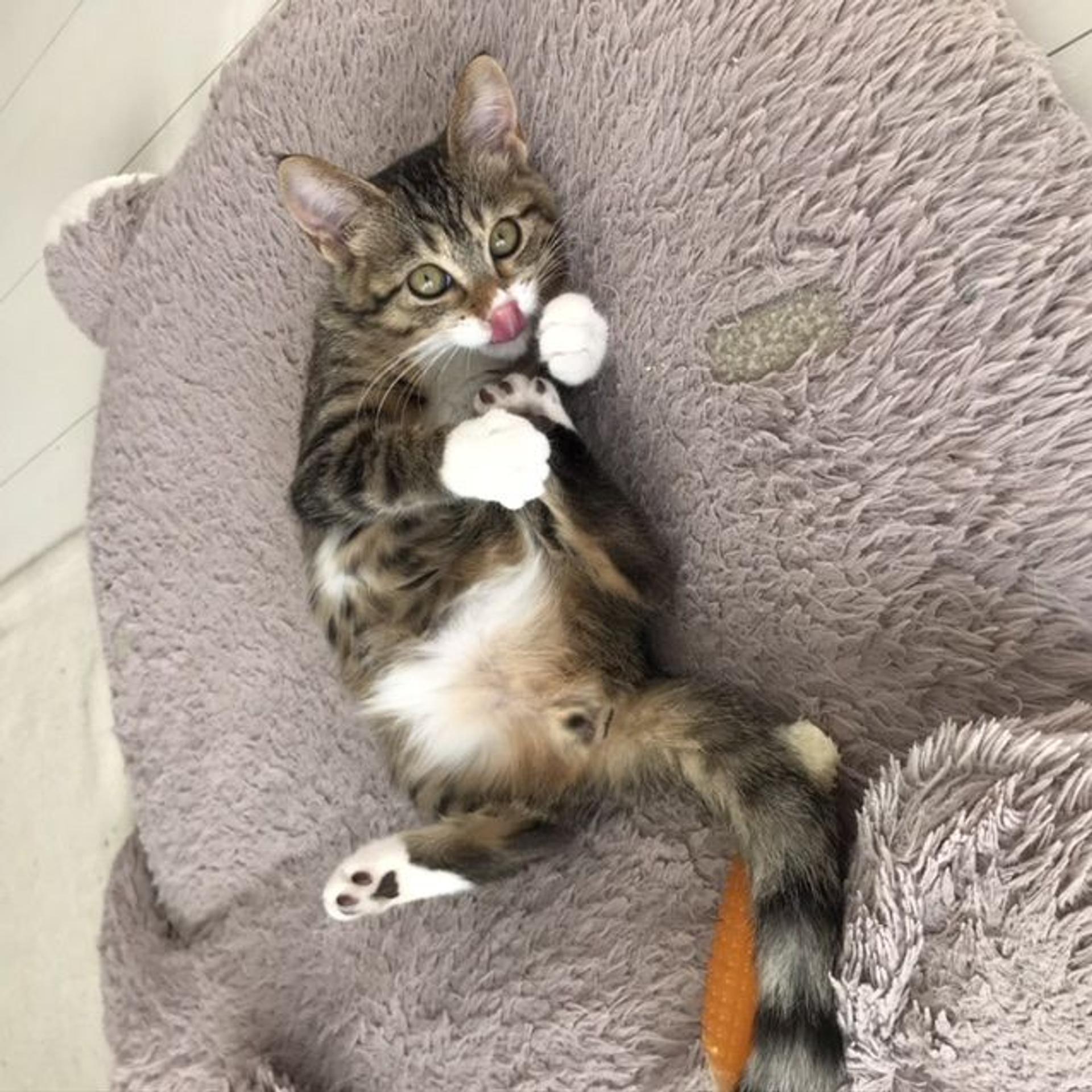 pet-image-2