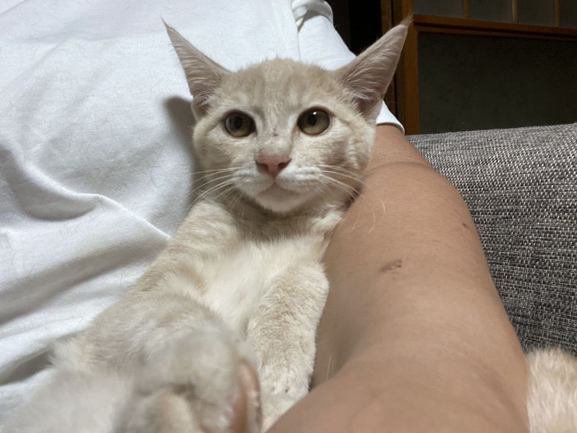 雑種（ミックス猫）・オスの里親募集の写真