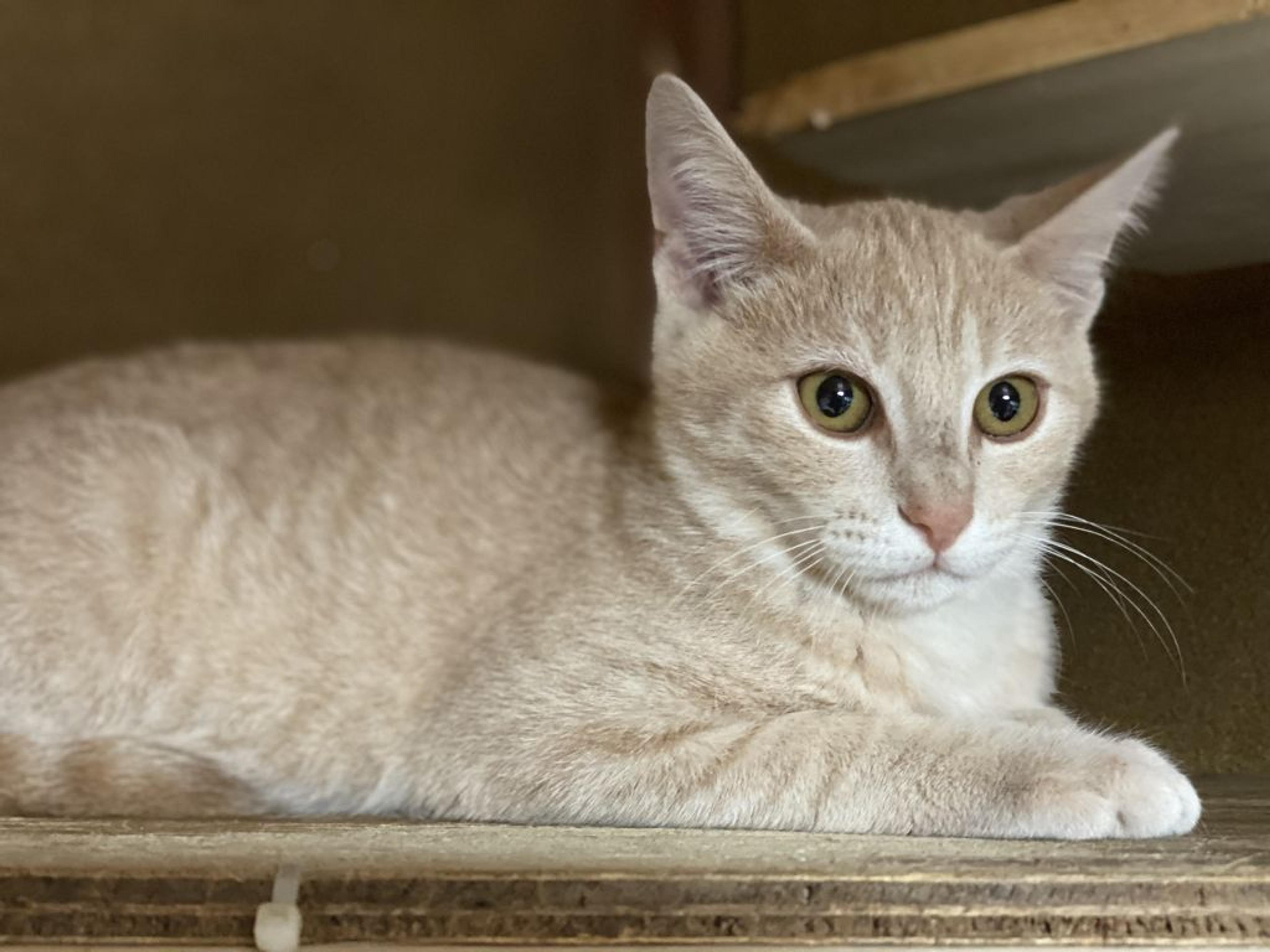 pet-image-2