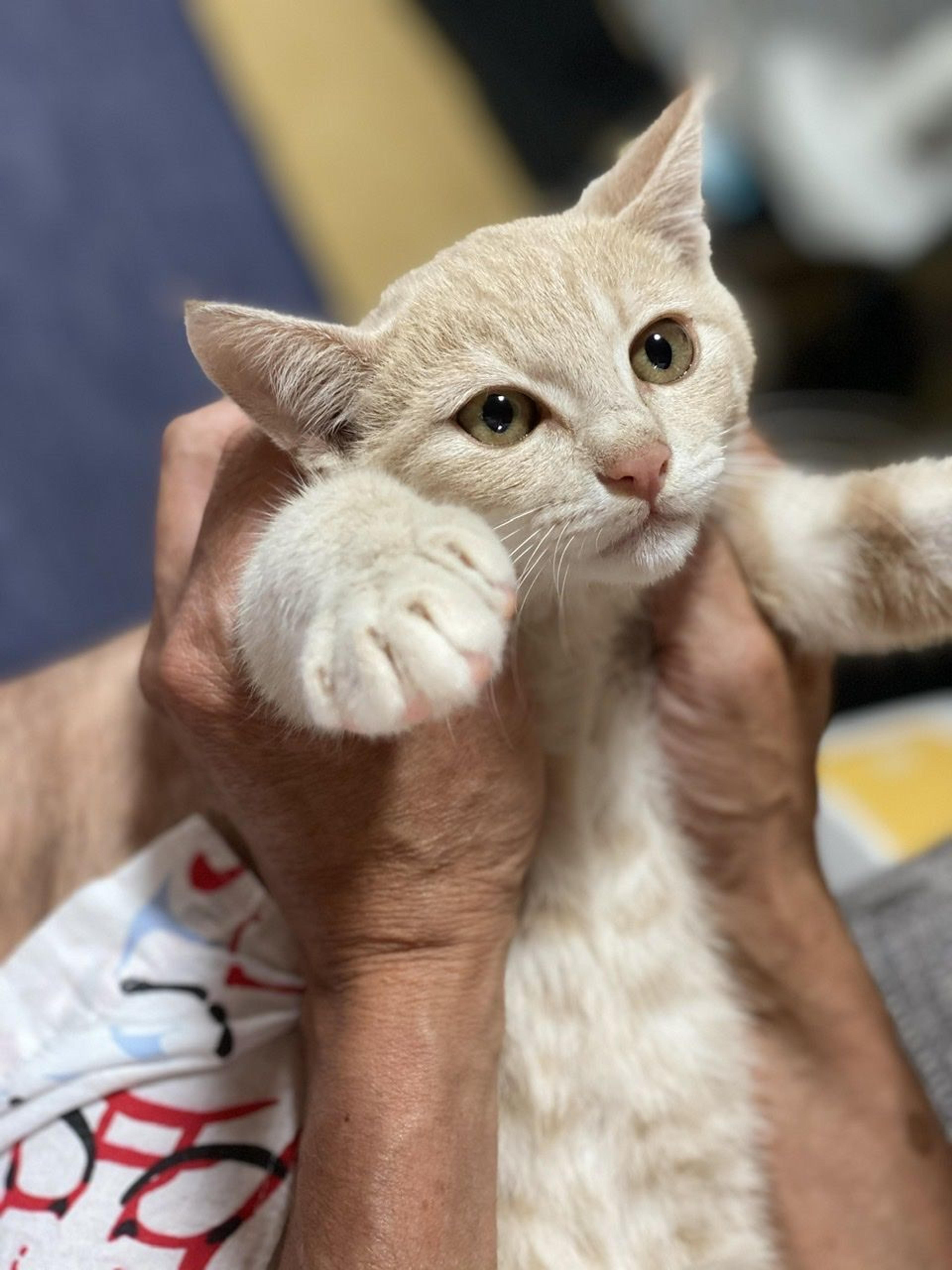 pet-image-3