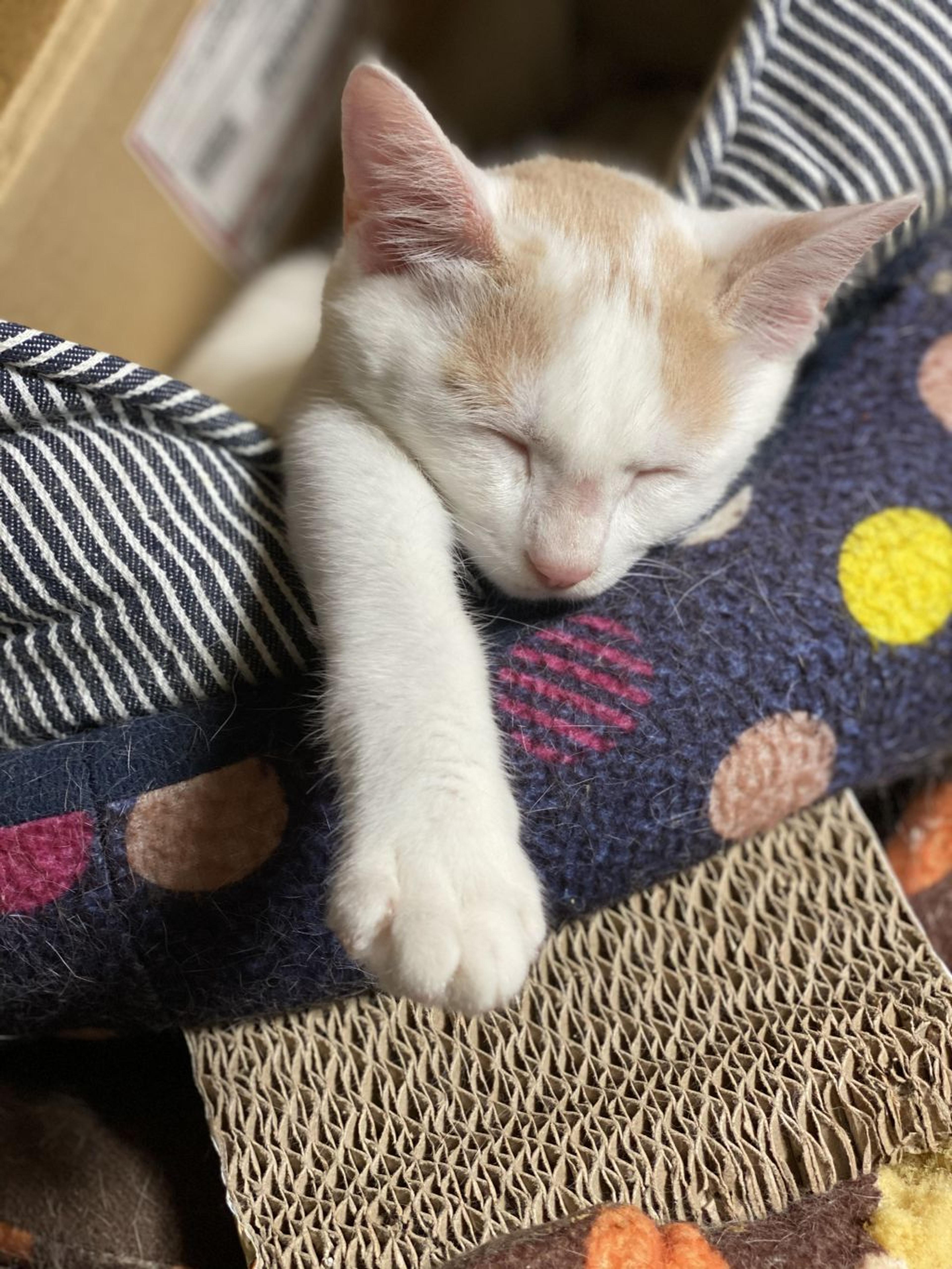 pet-image-2