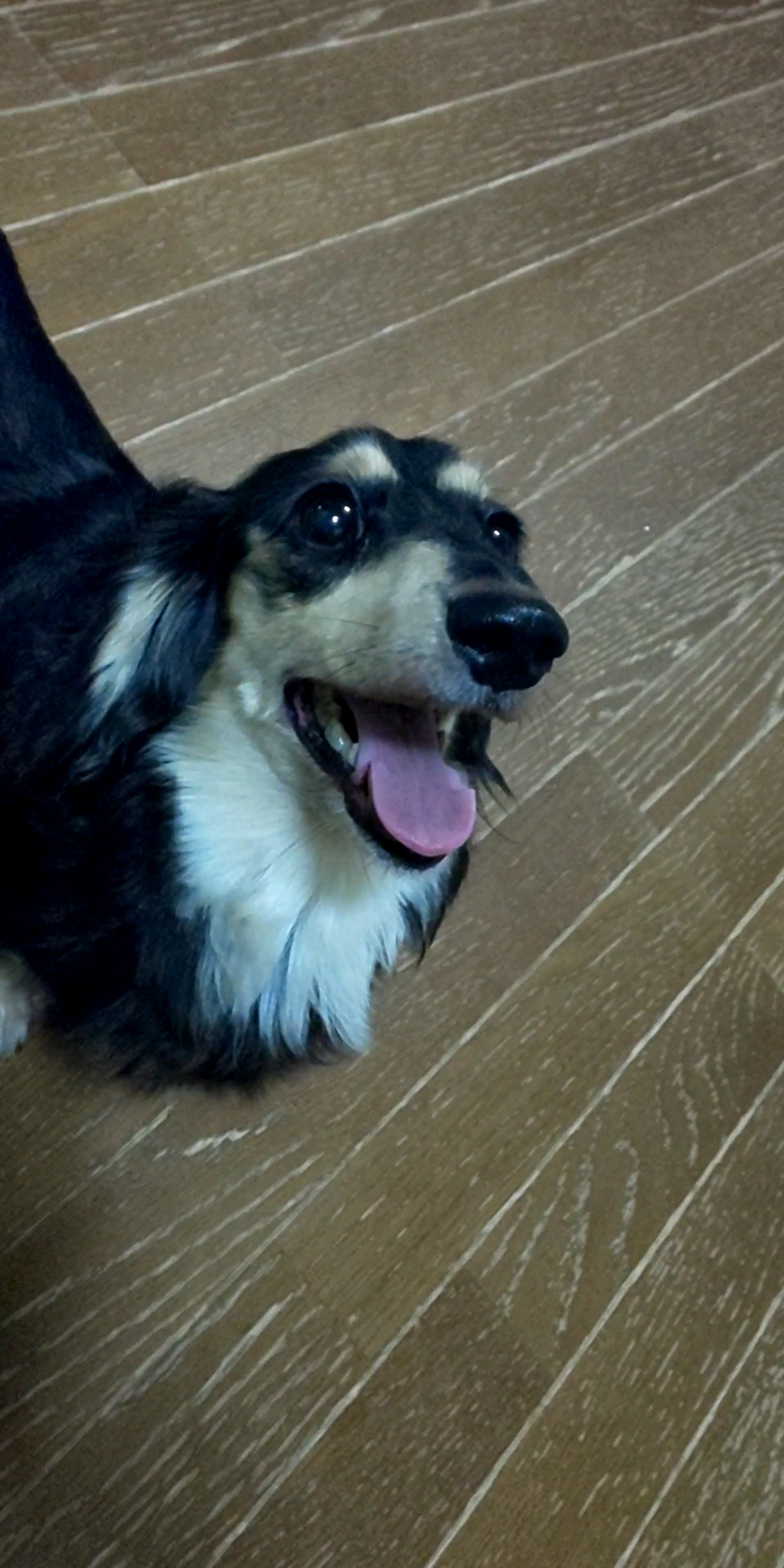 pet-image-2
