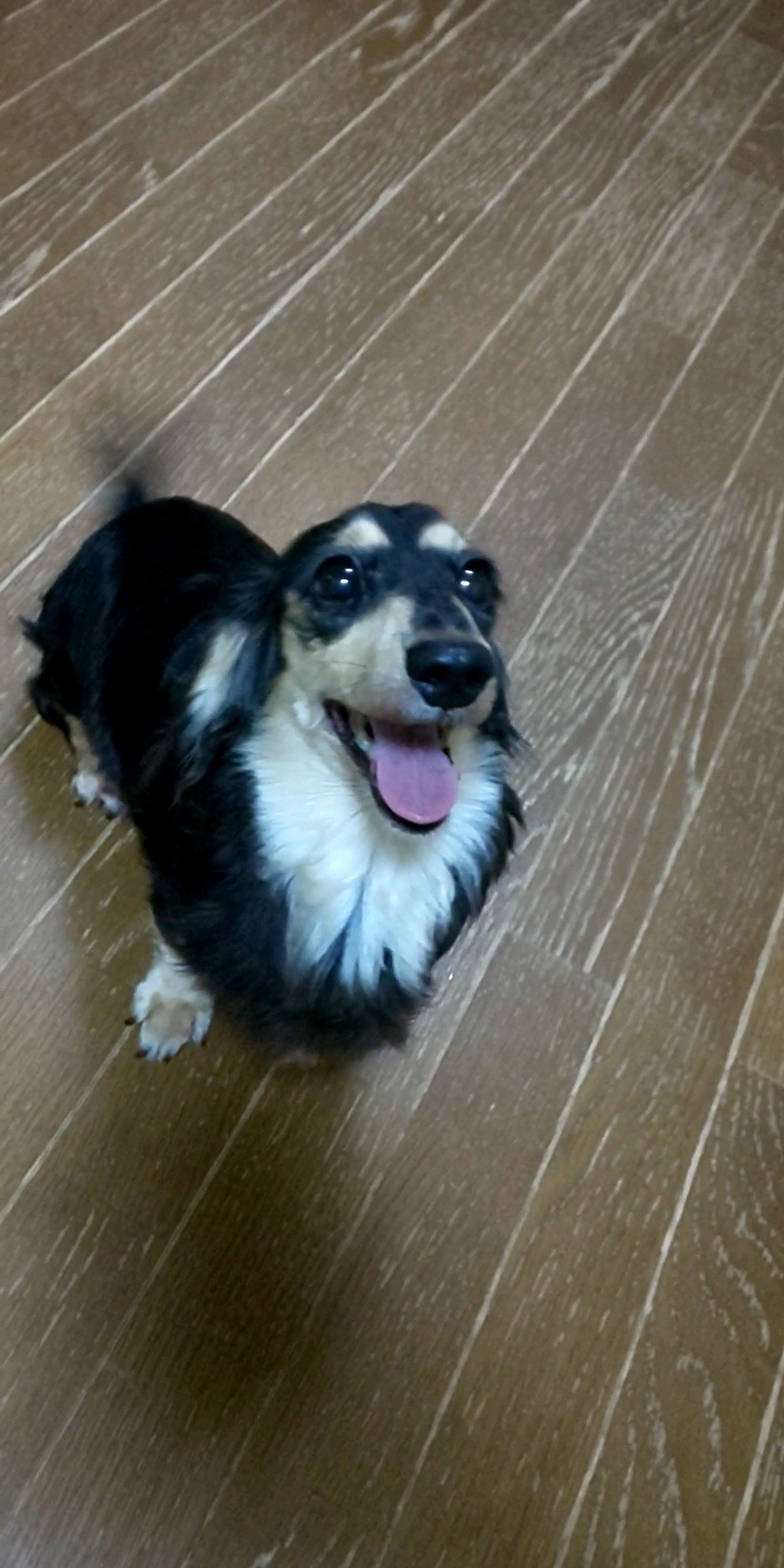 pet-image-3