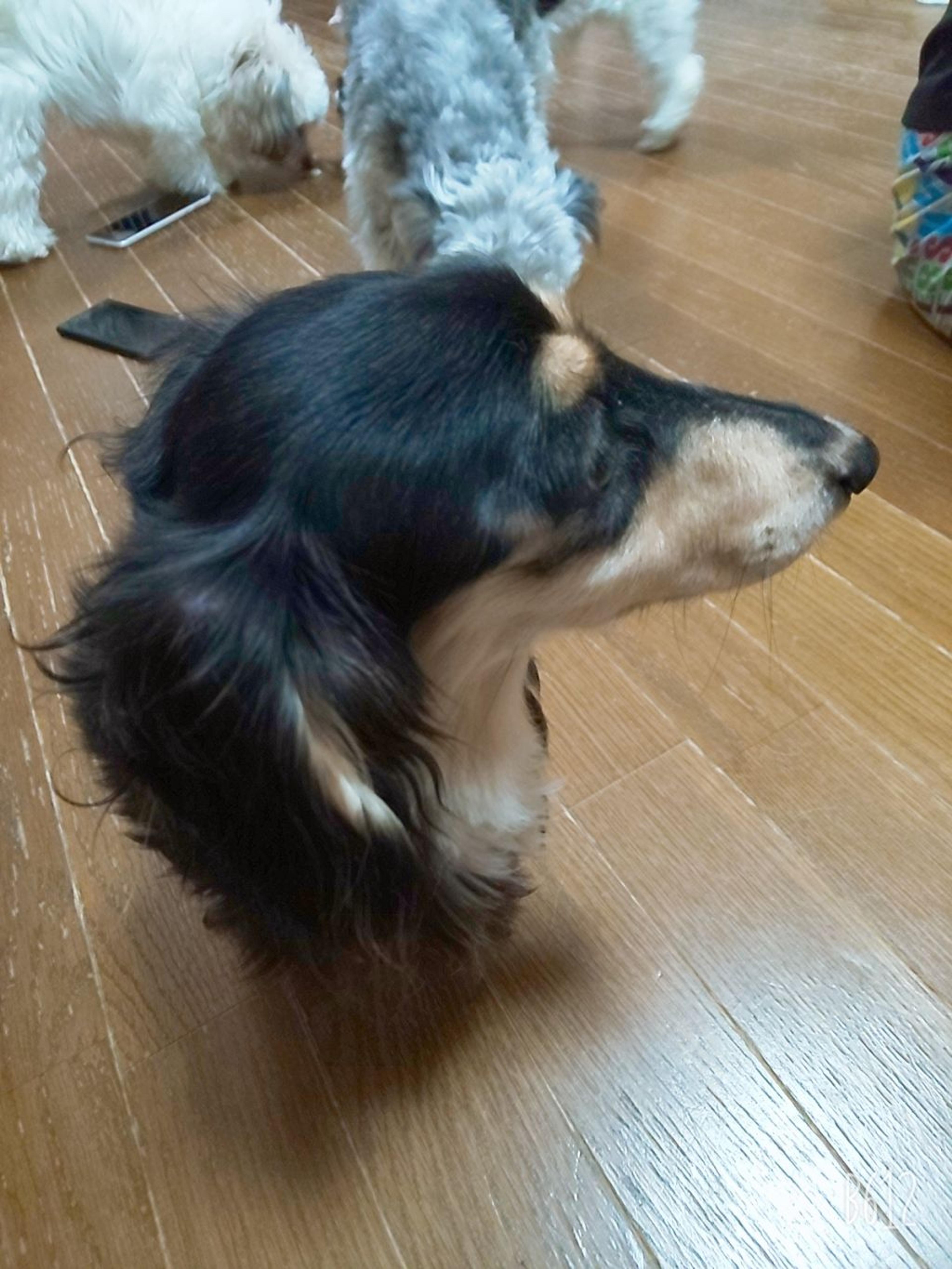 pet-image-4