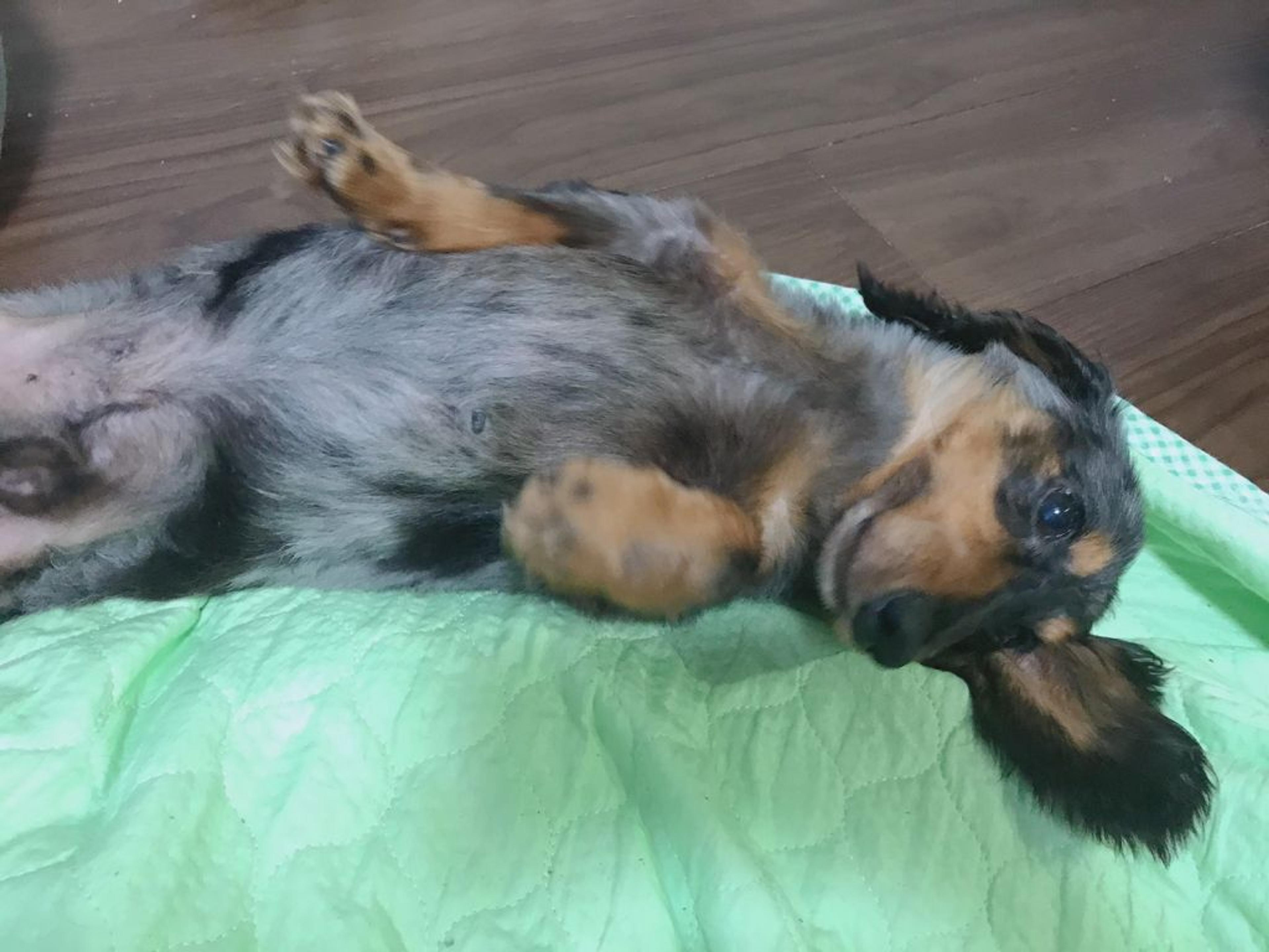 pet-image-3