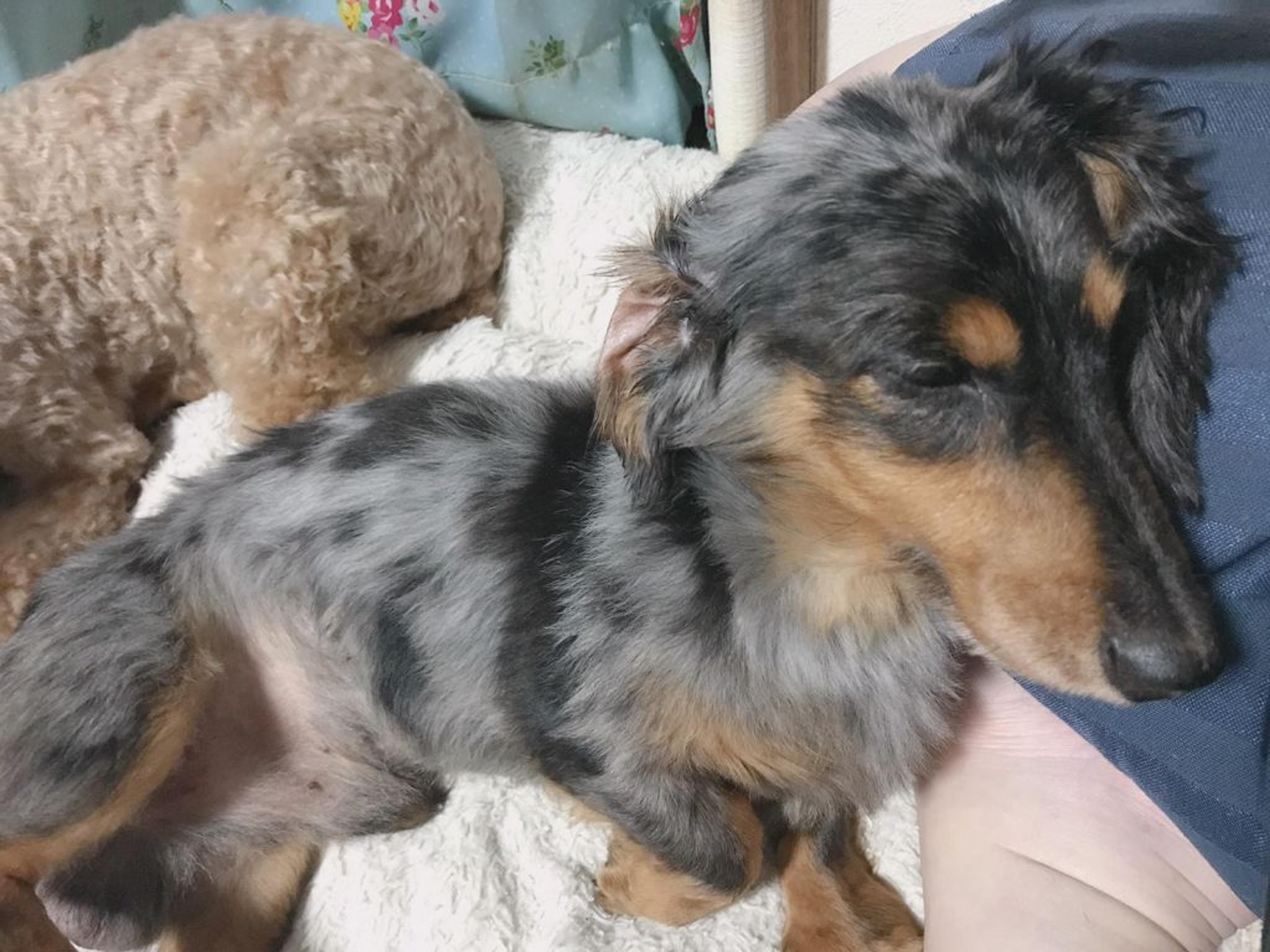 pet-image-4