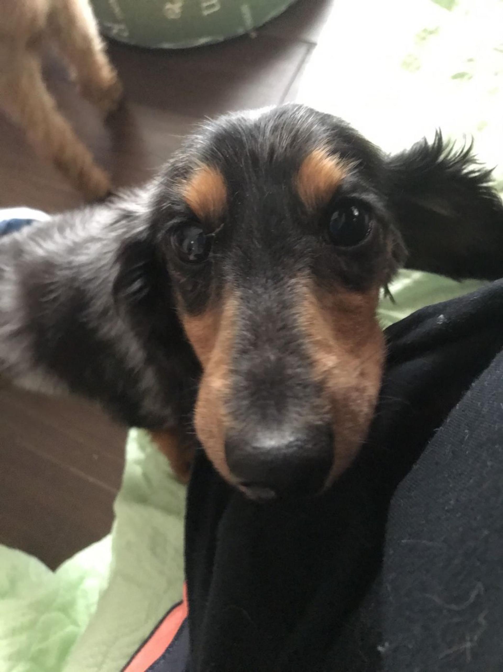 pet-image-5