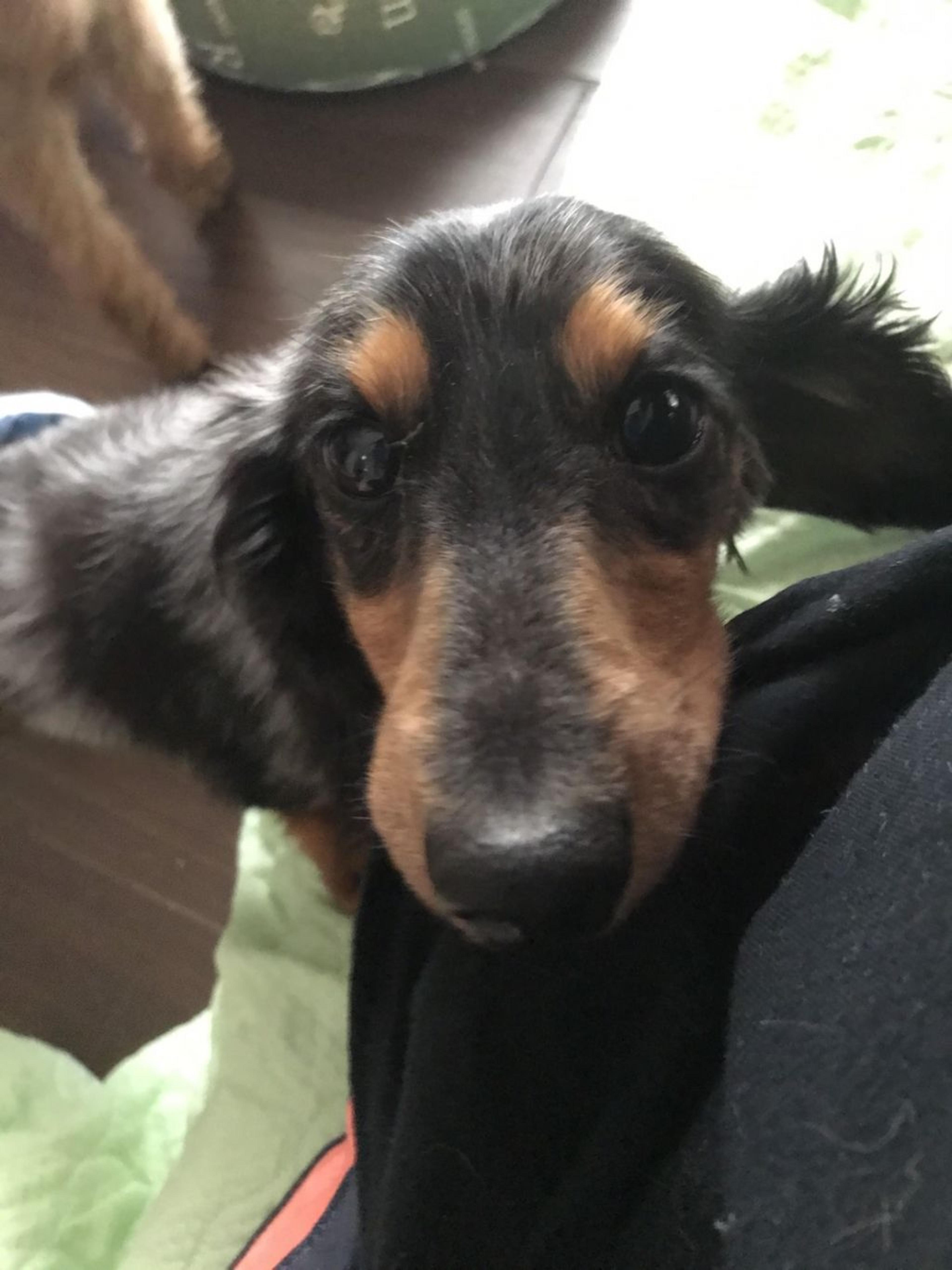 pet-image-5