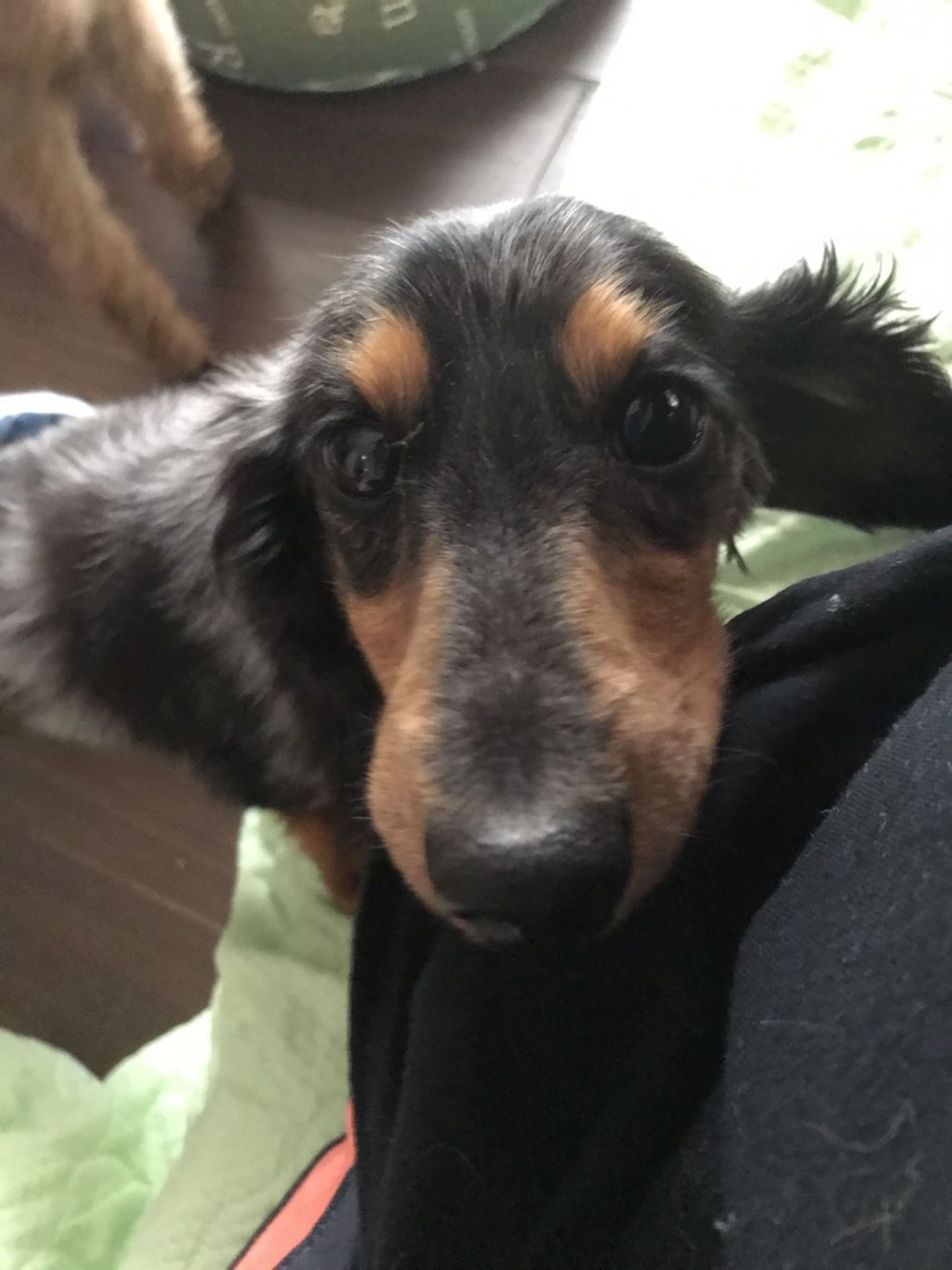 pet-image-5