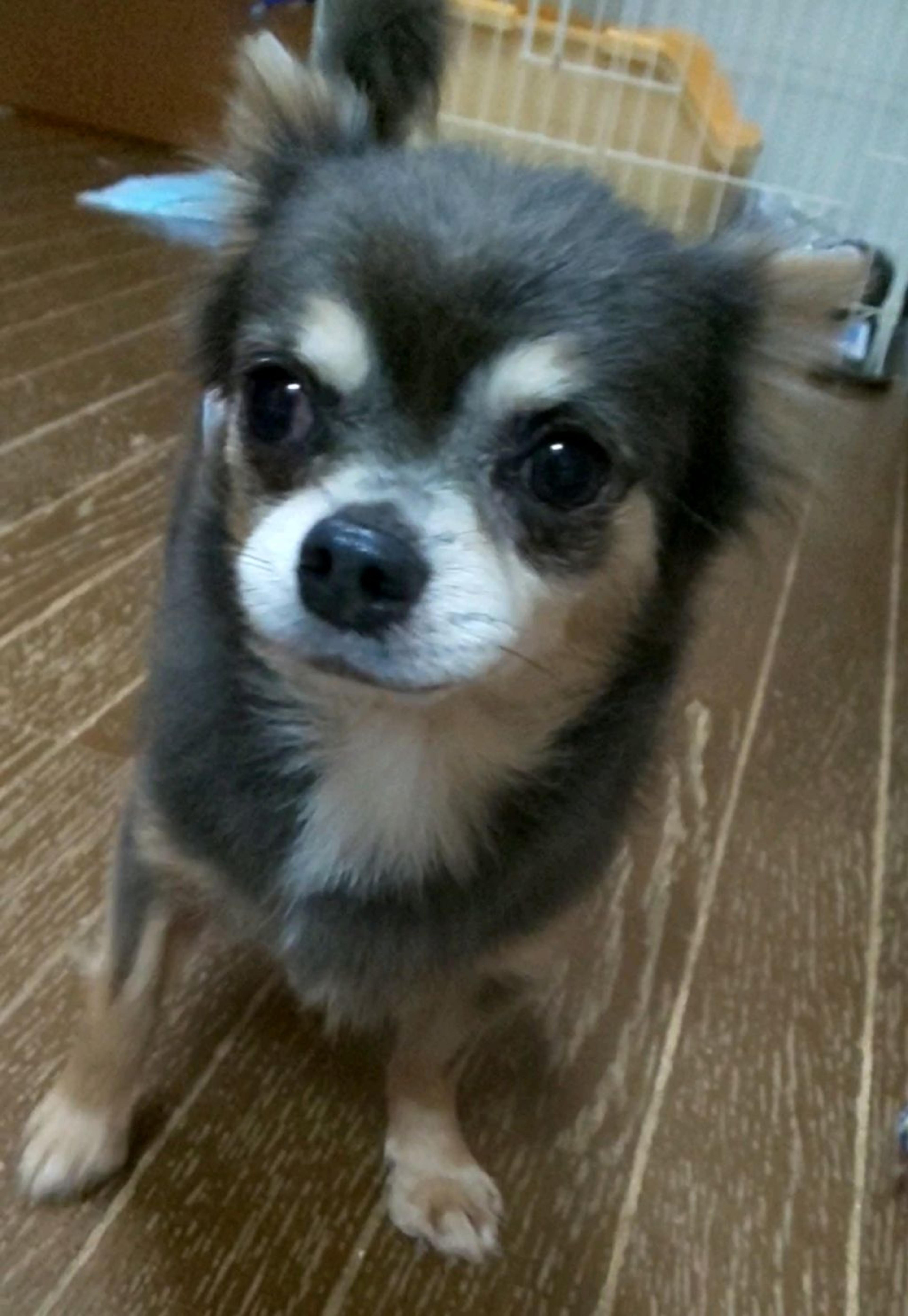 pet-image-2