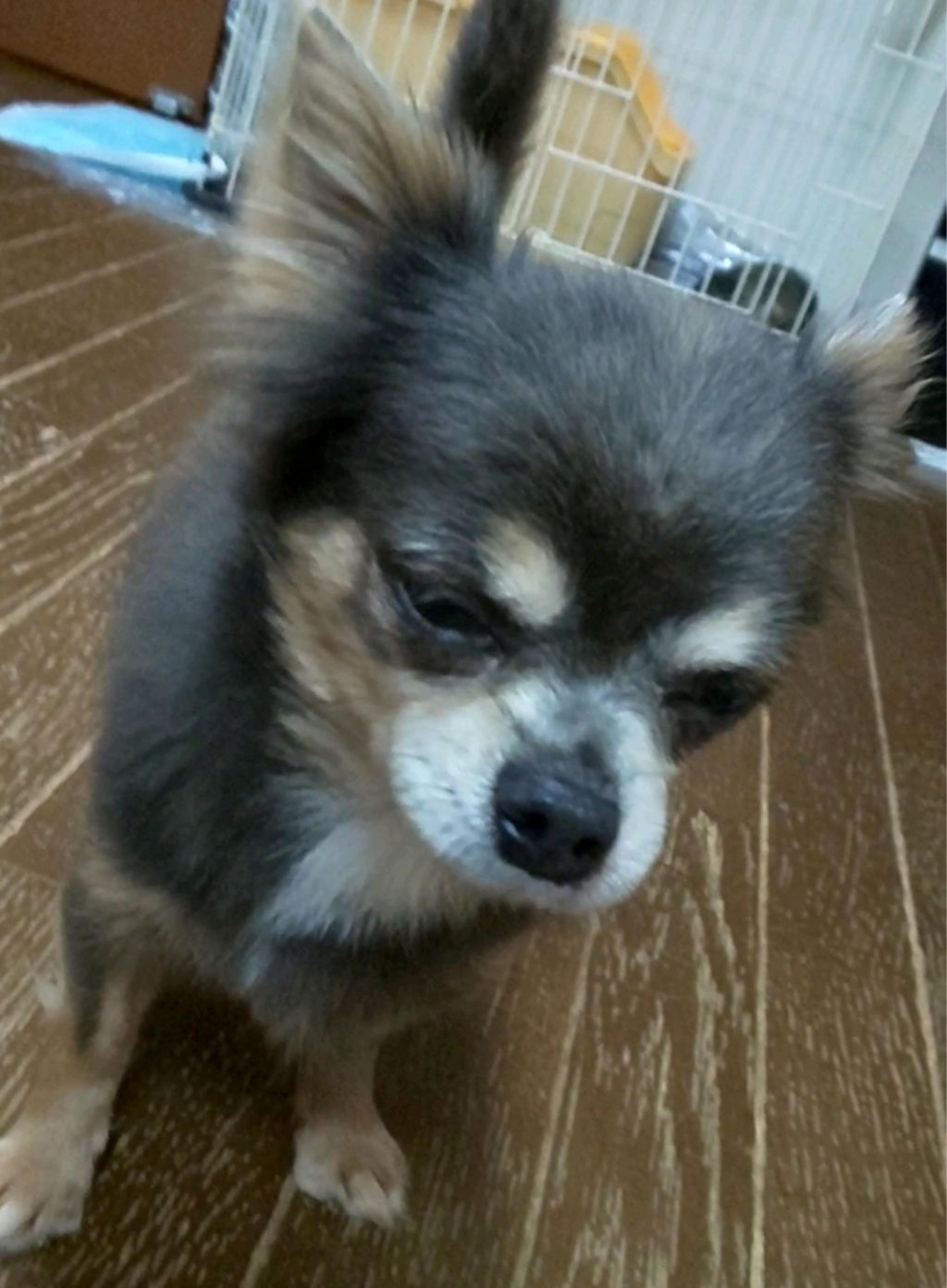 pet-image-4
