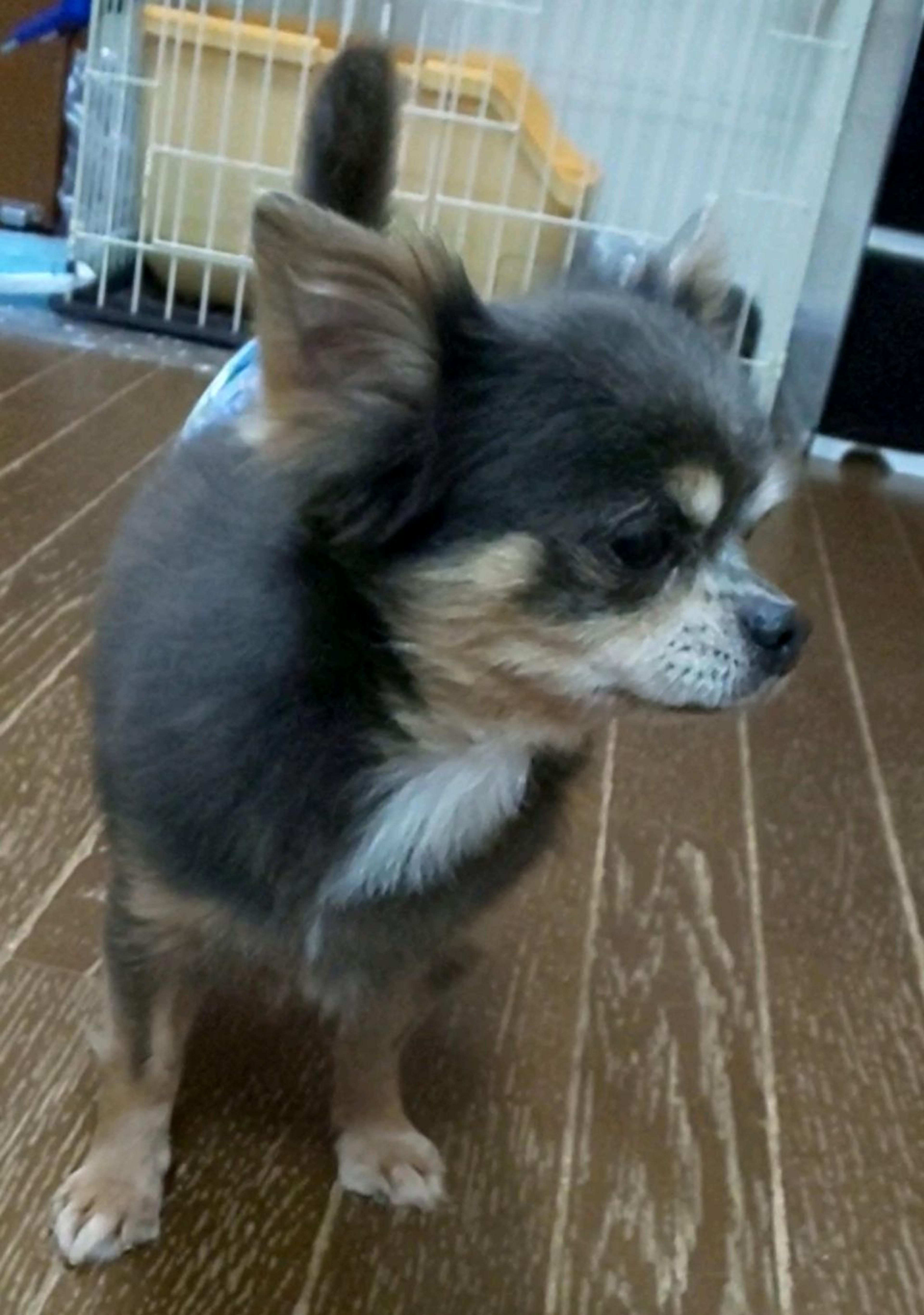 pet-image-5