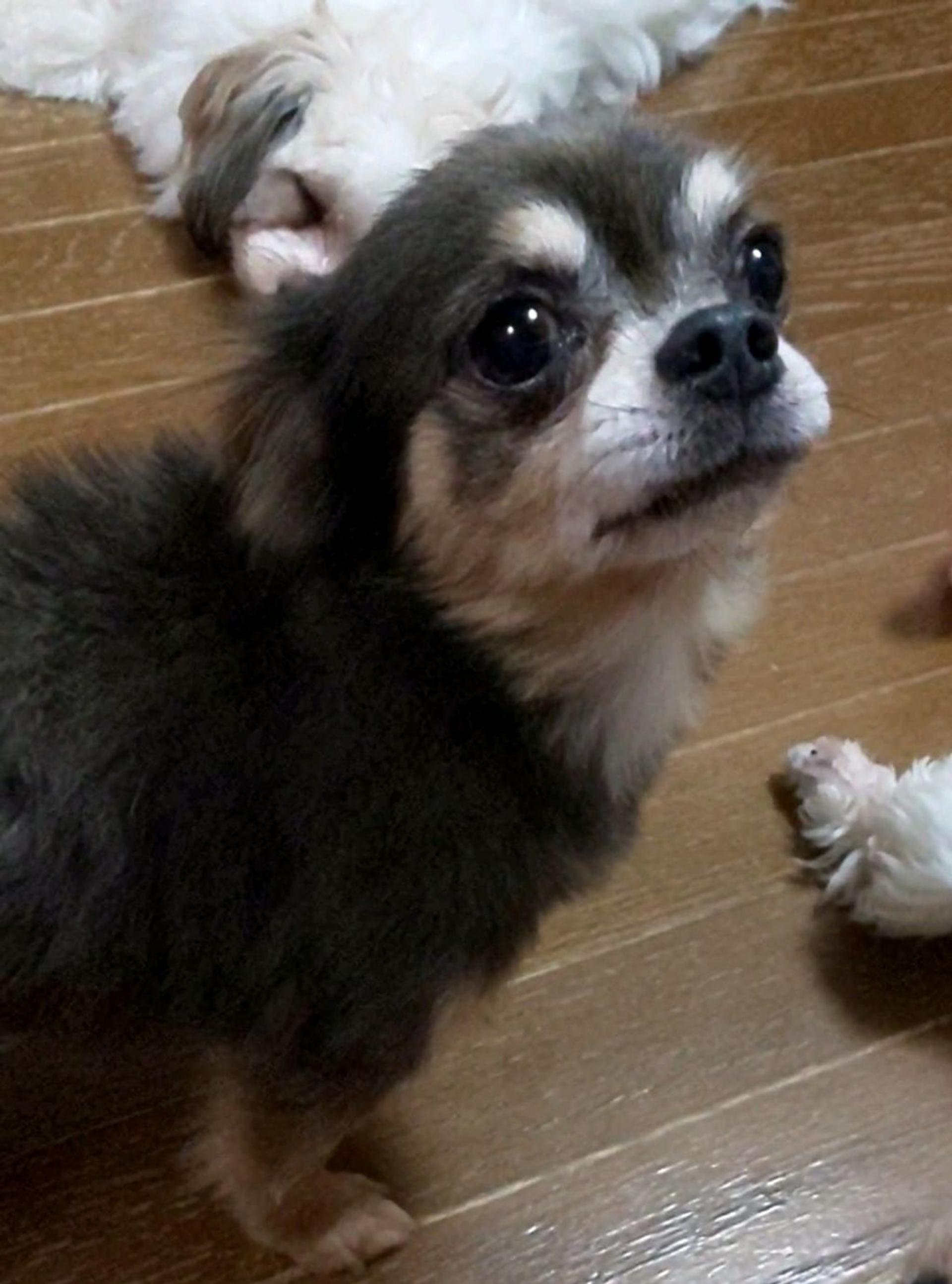 pet-image-6