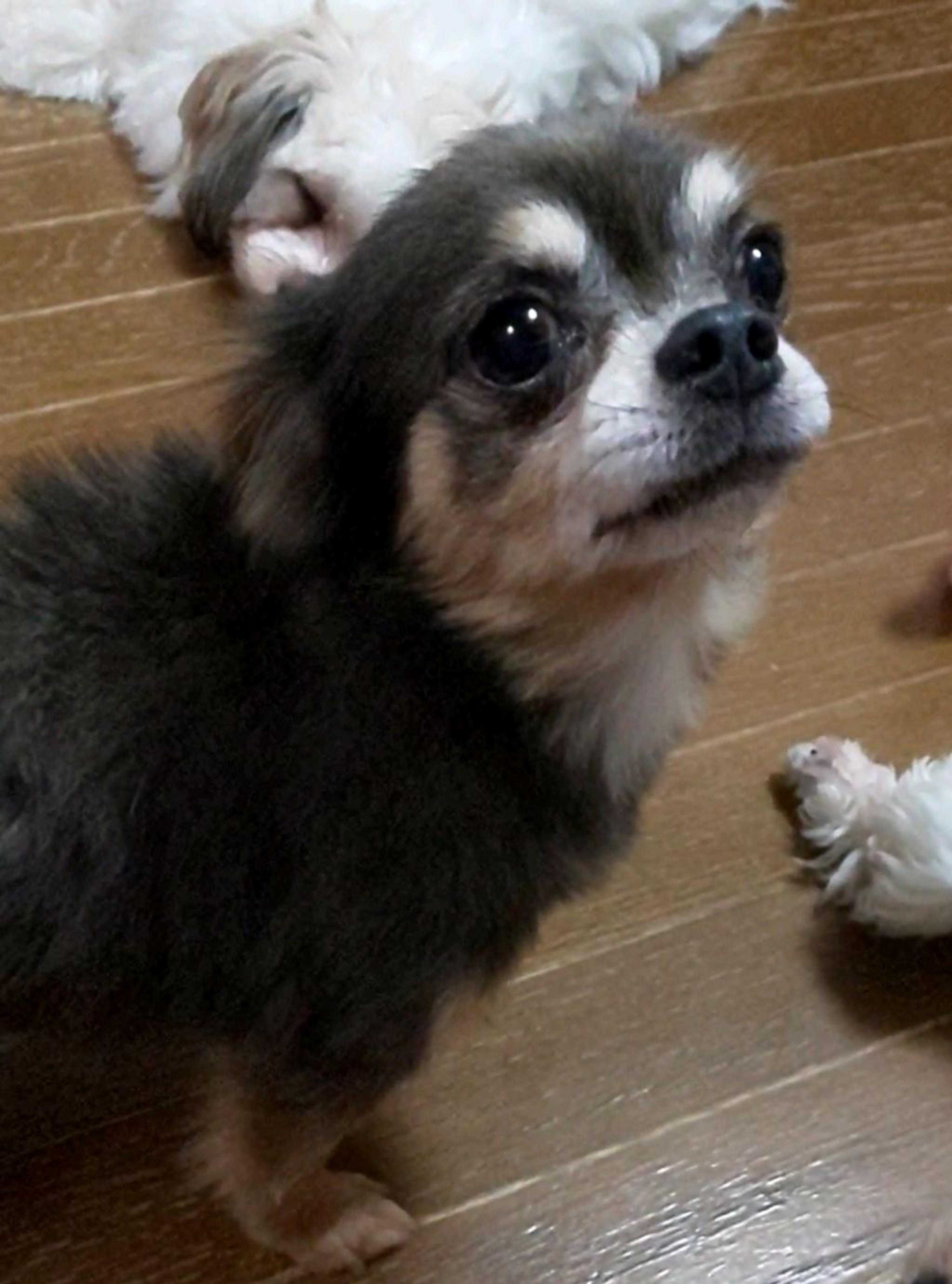 pet-image-6
