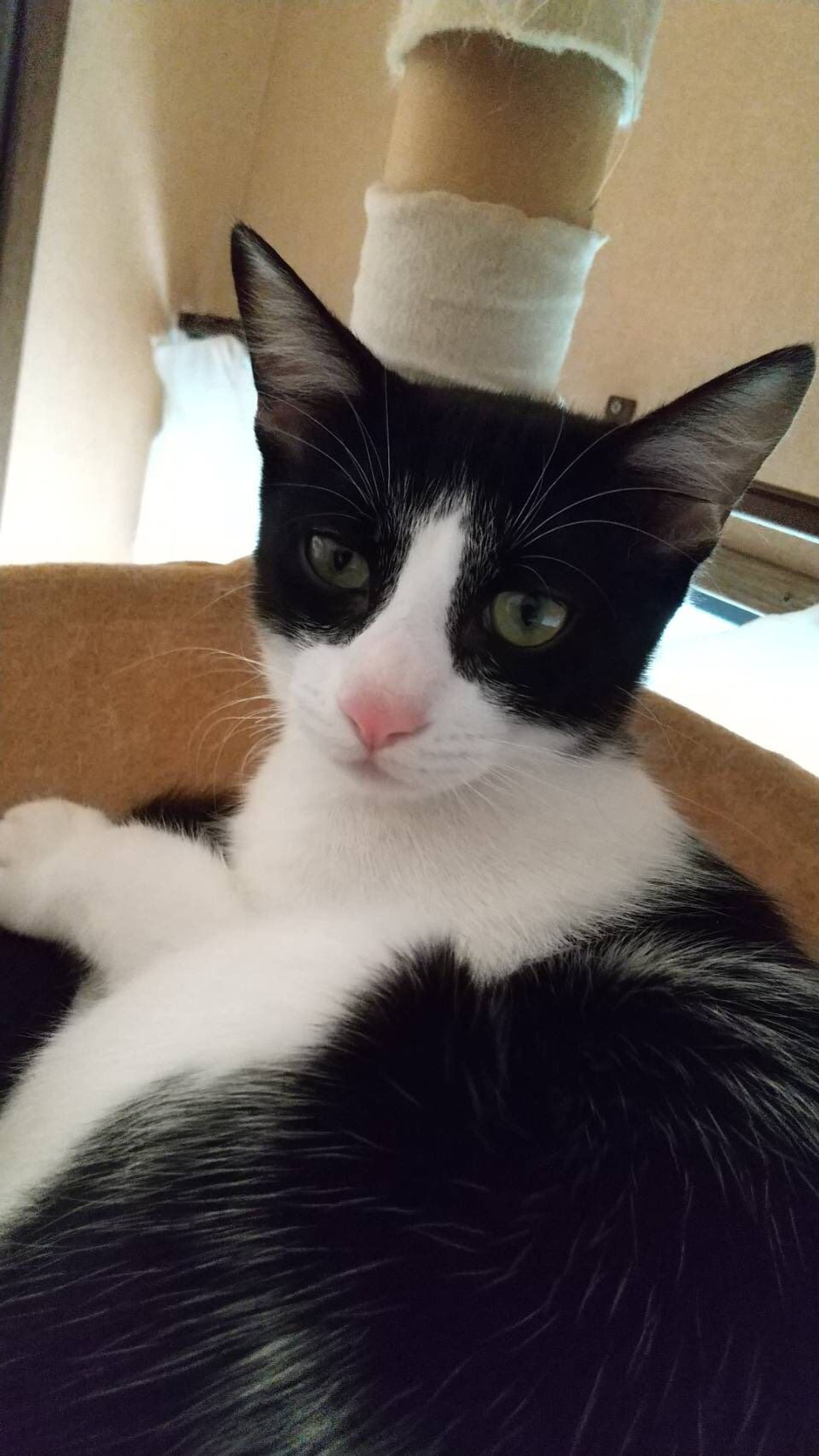 雑種（ミックス猫）・オスの里親募集の写真