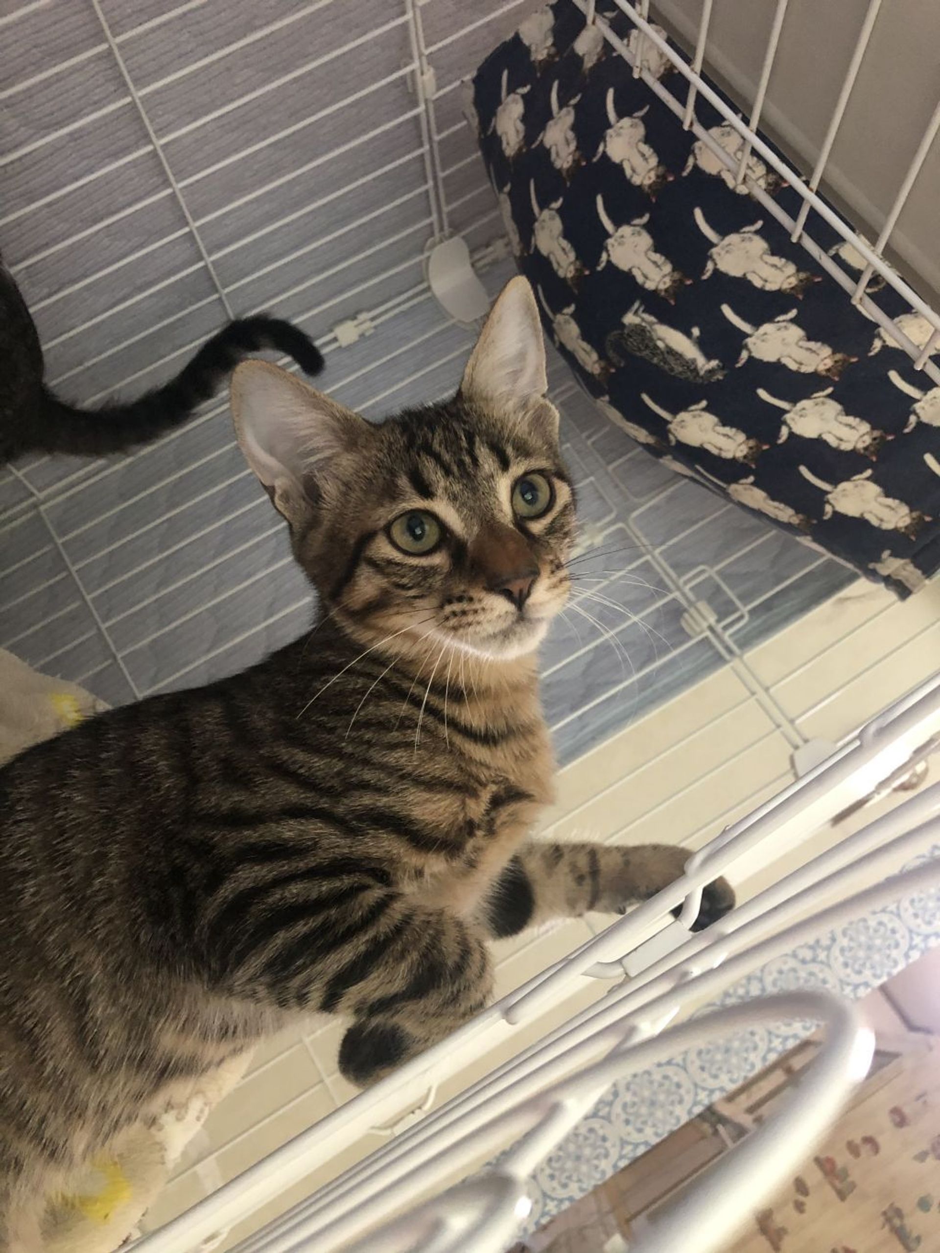 雑種（ミックス猫）・オスの里親募集の写真