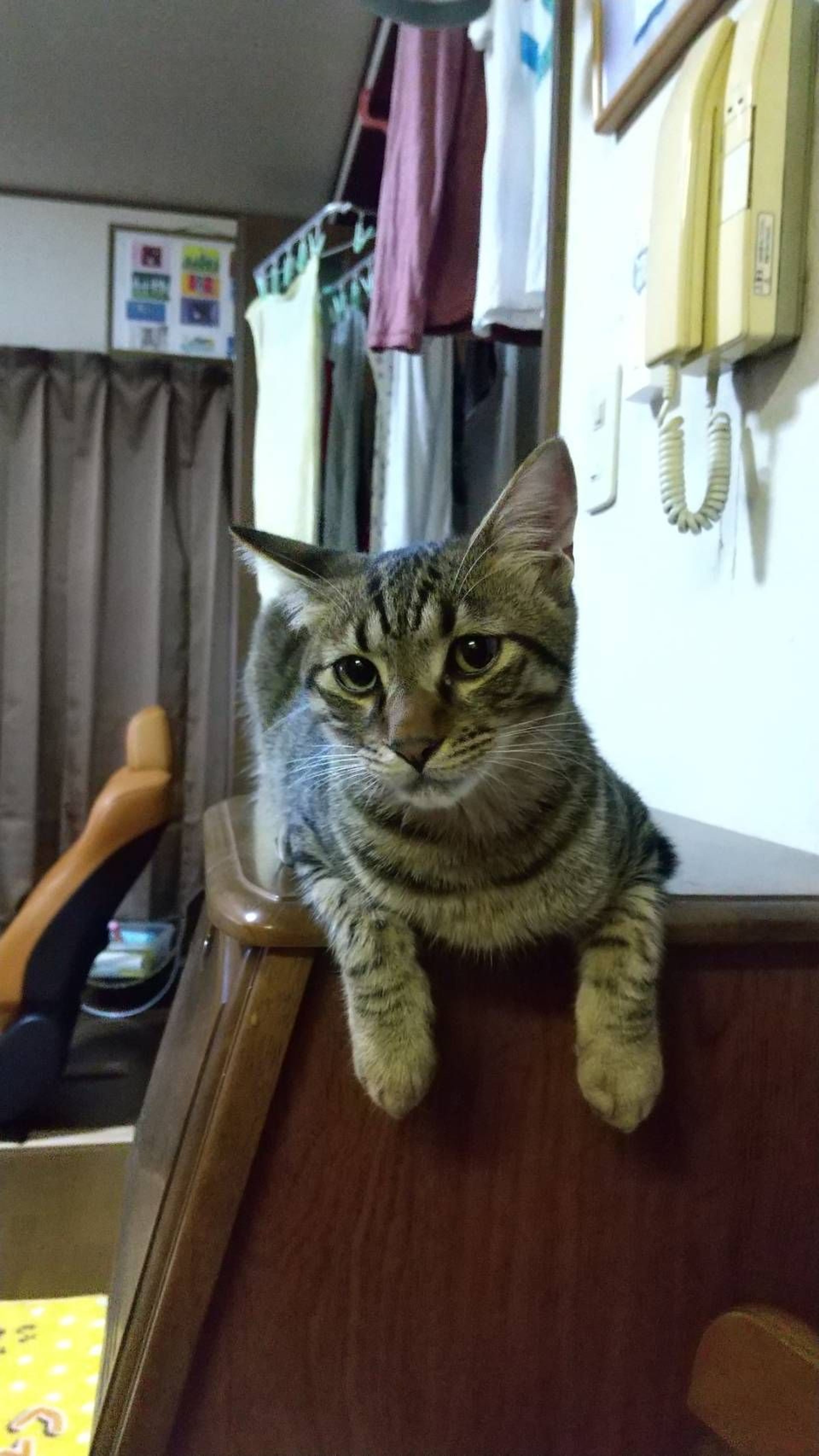 pet-image-4