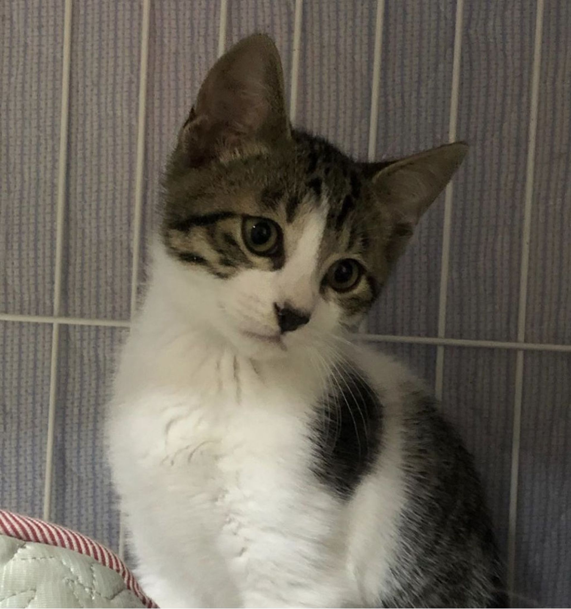 雑種（ミックス猫）・オスの里親募集の写真