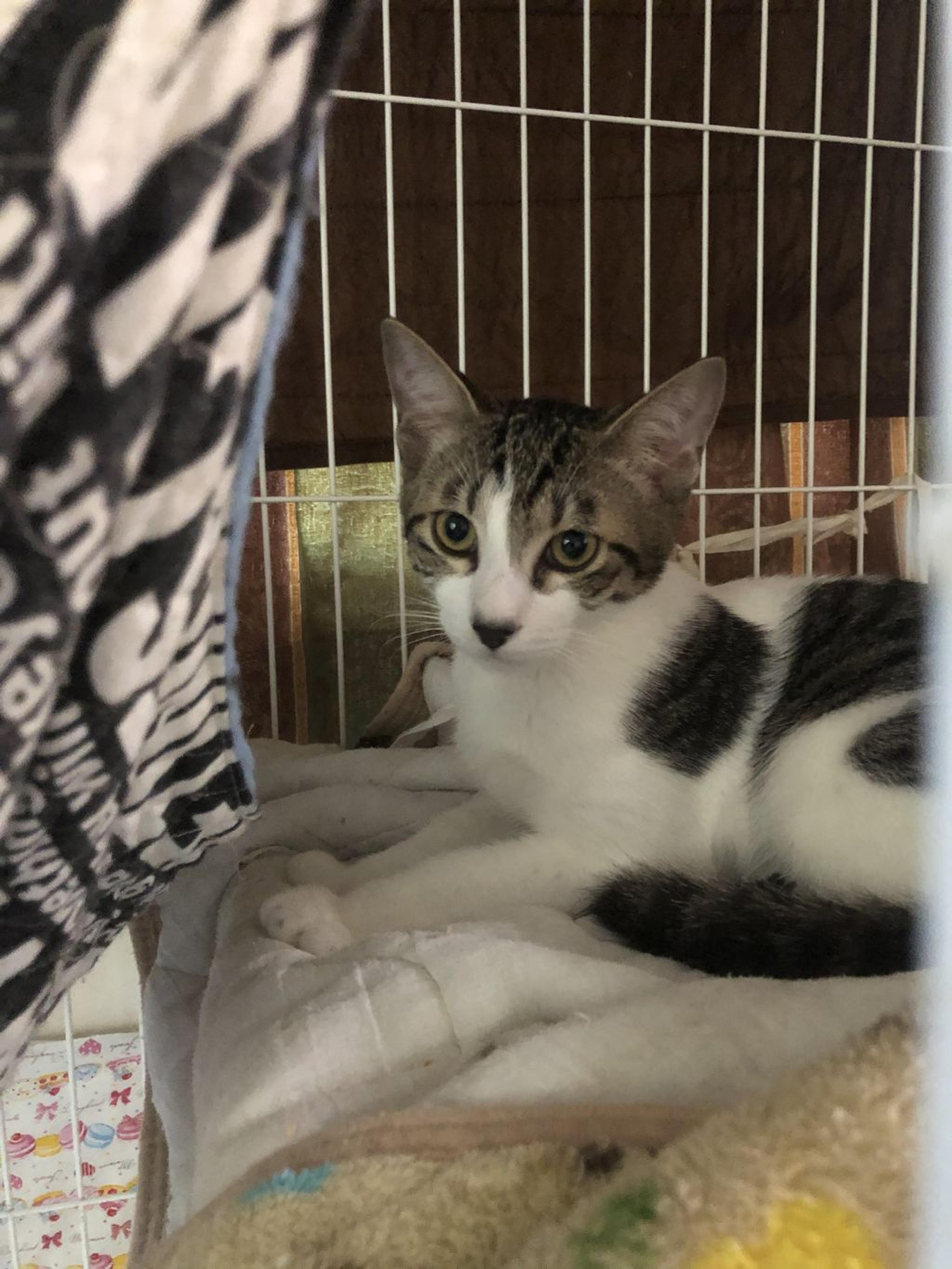 pet-image-2