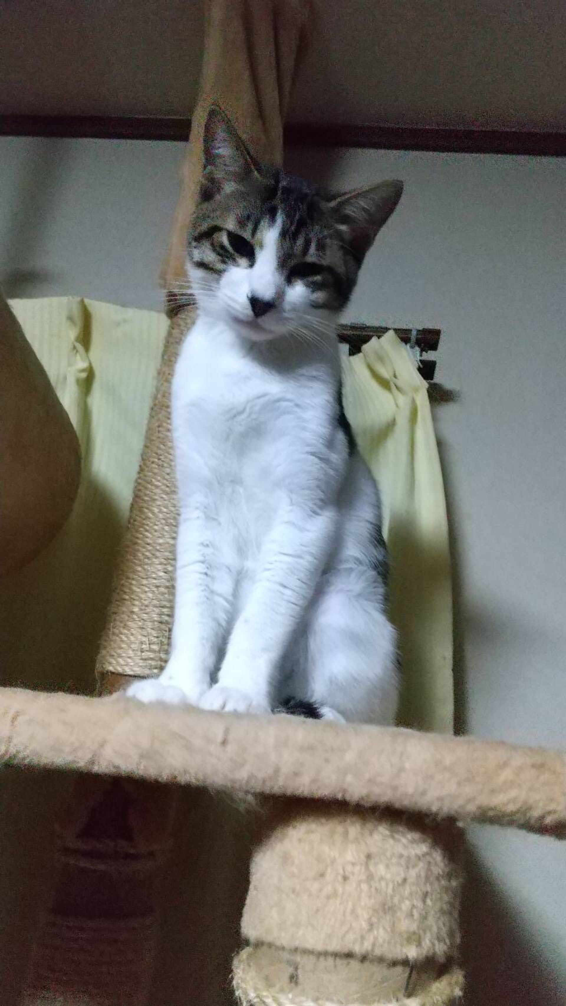 雑種（ミックス猫）・オスの里親募集の写真