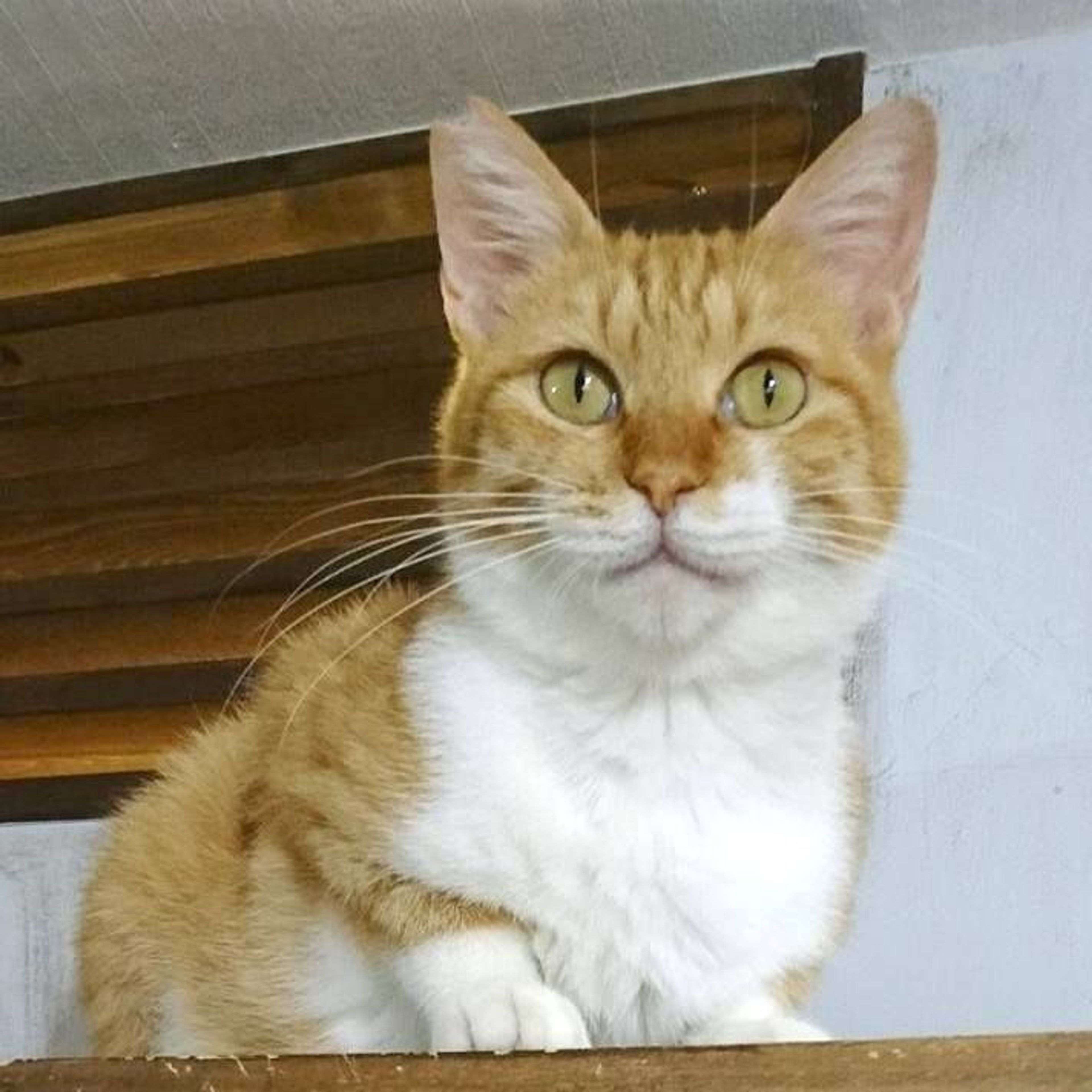 雑種（ミックス猫）・メスの里親募集の写真