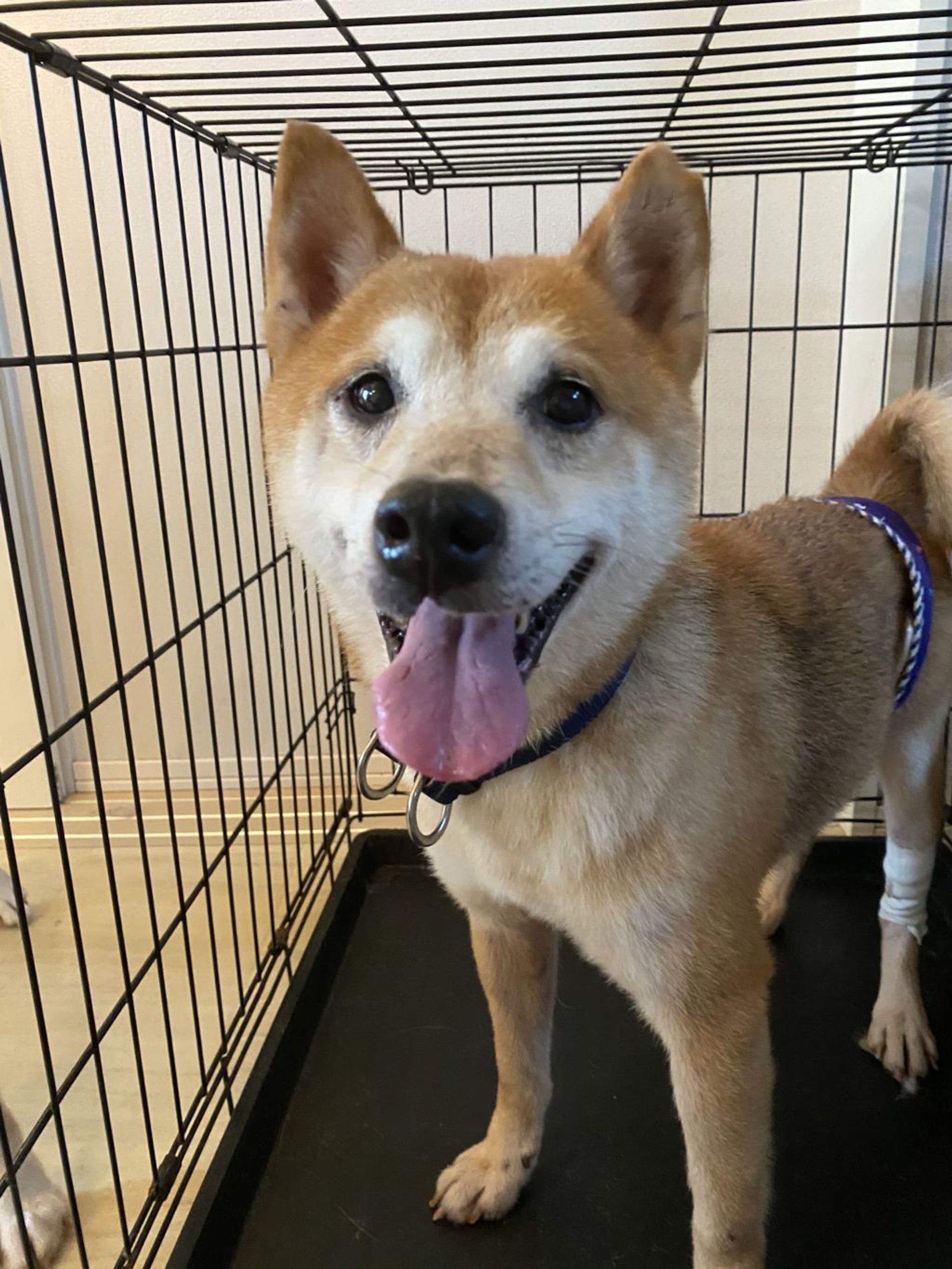 柴犬・オスの里親募集の写真