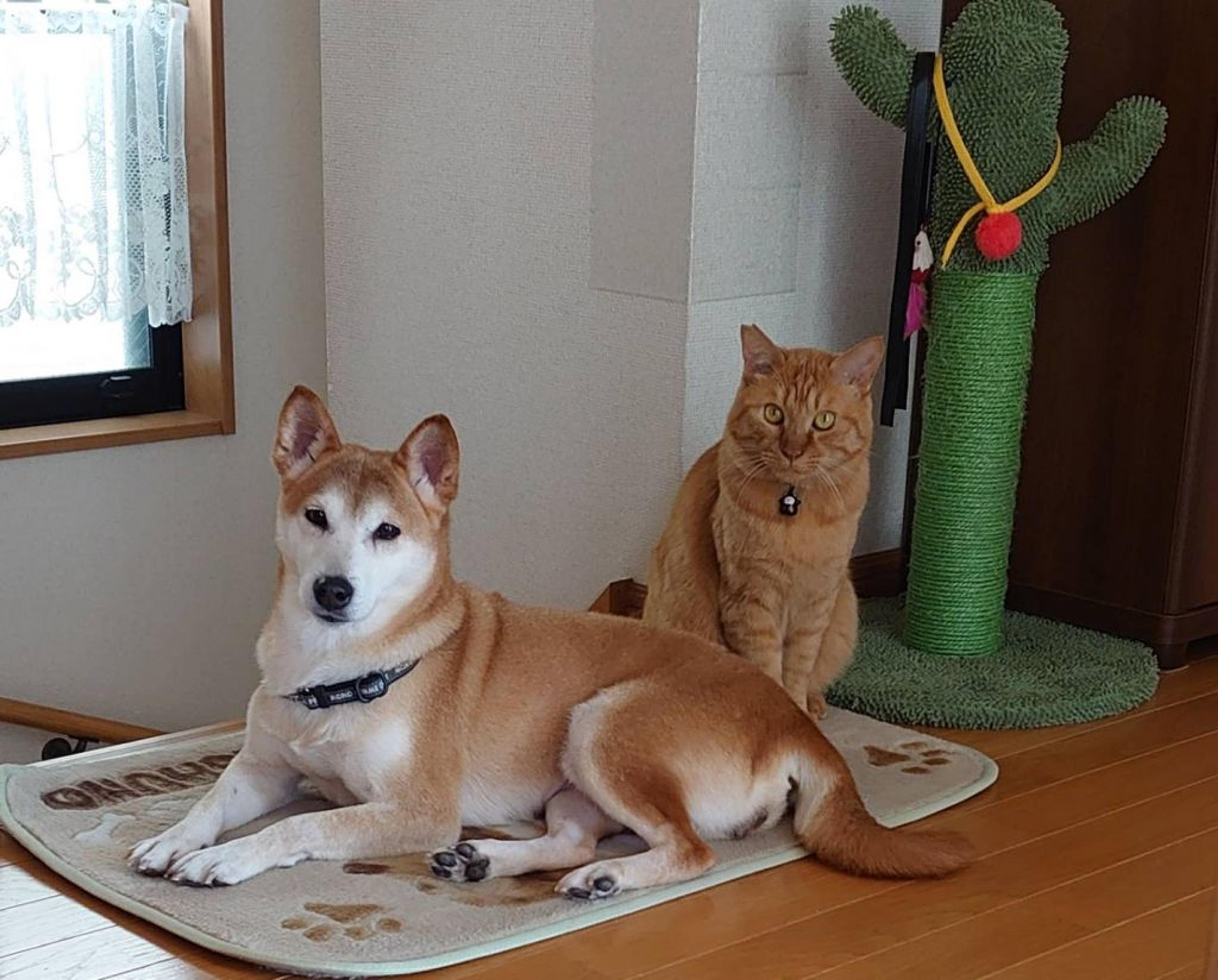 pet-image-4