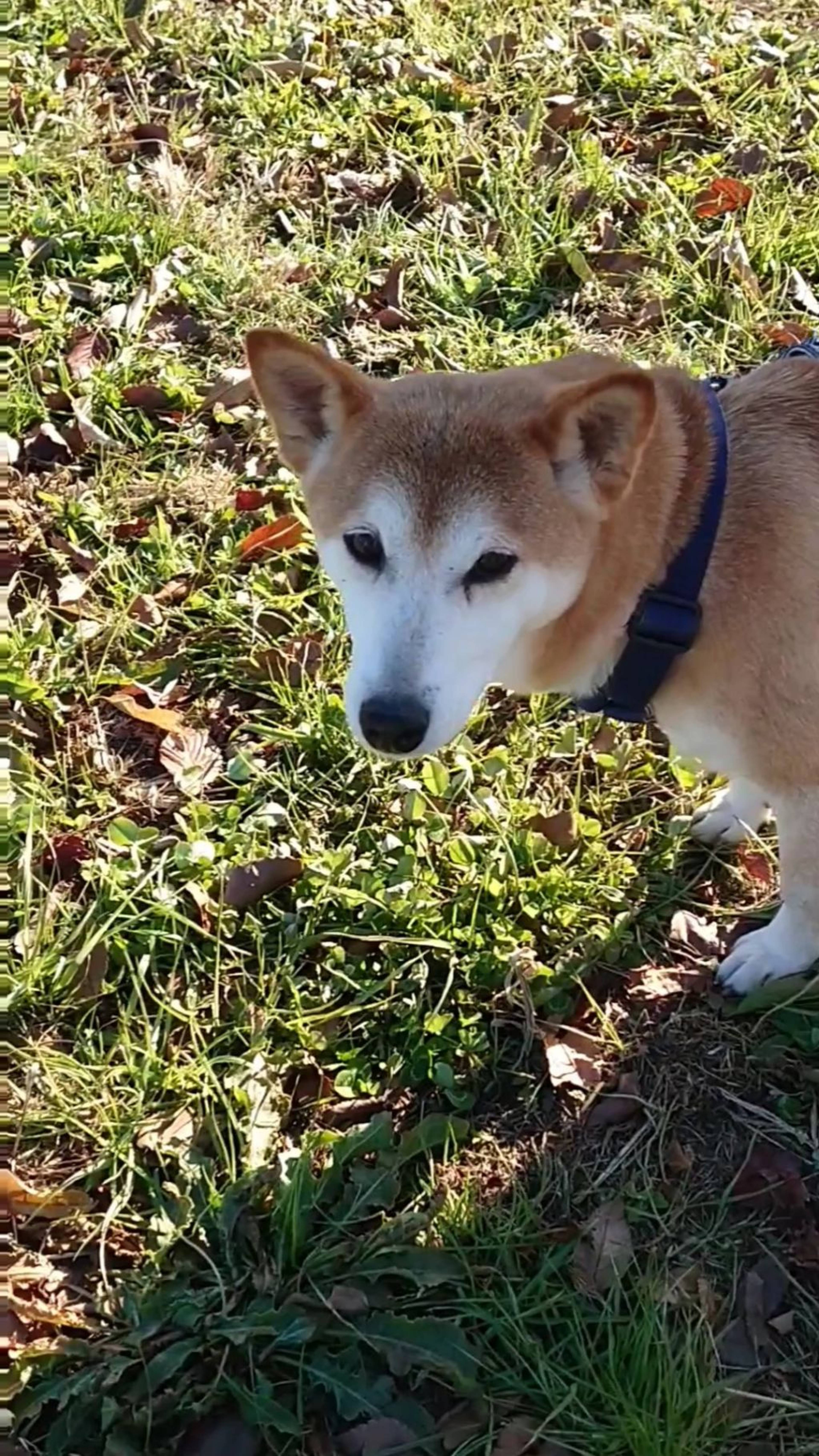 柴犬・メスの里親募集の写真