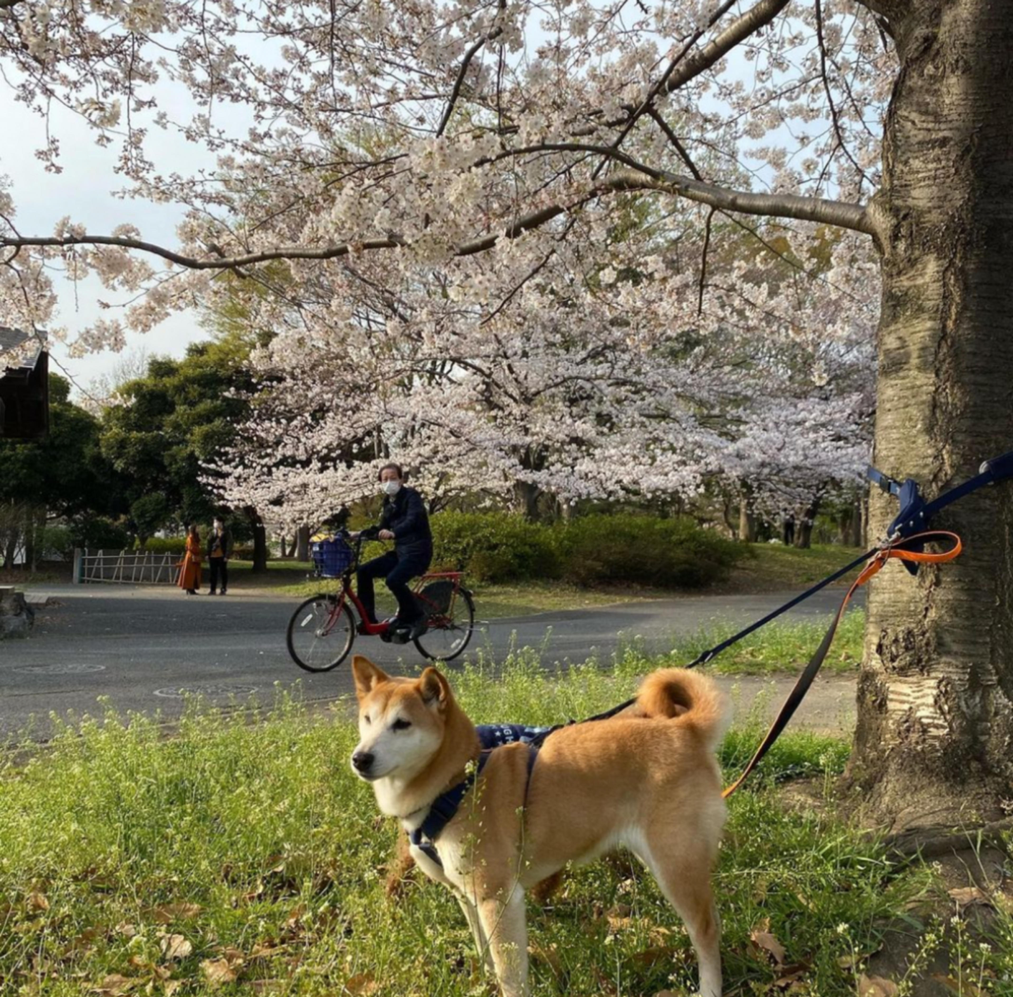 pet-image-3