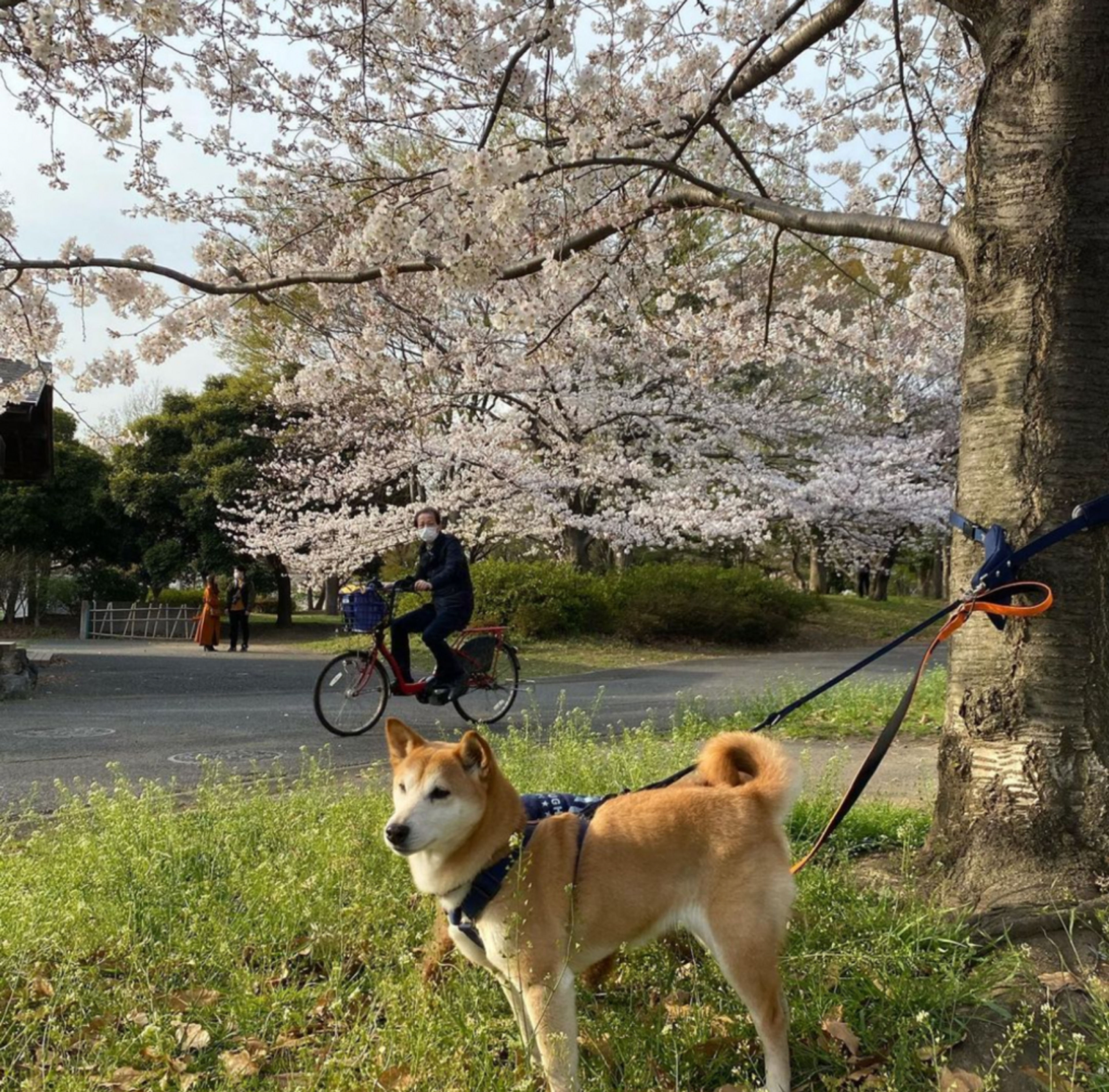 pet-image-3