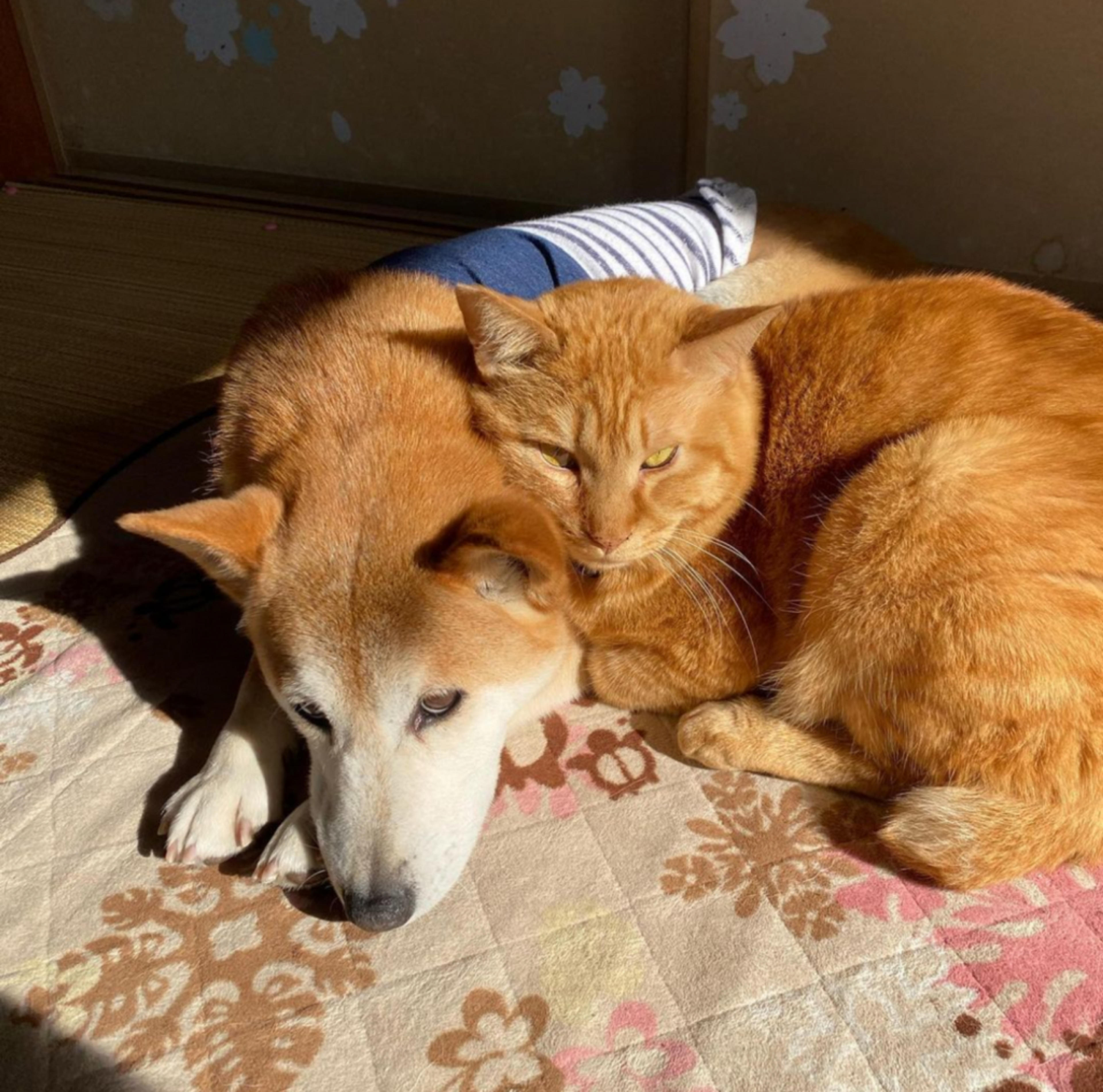 pet-image-5
