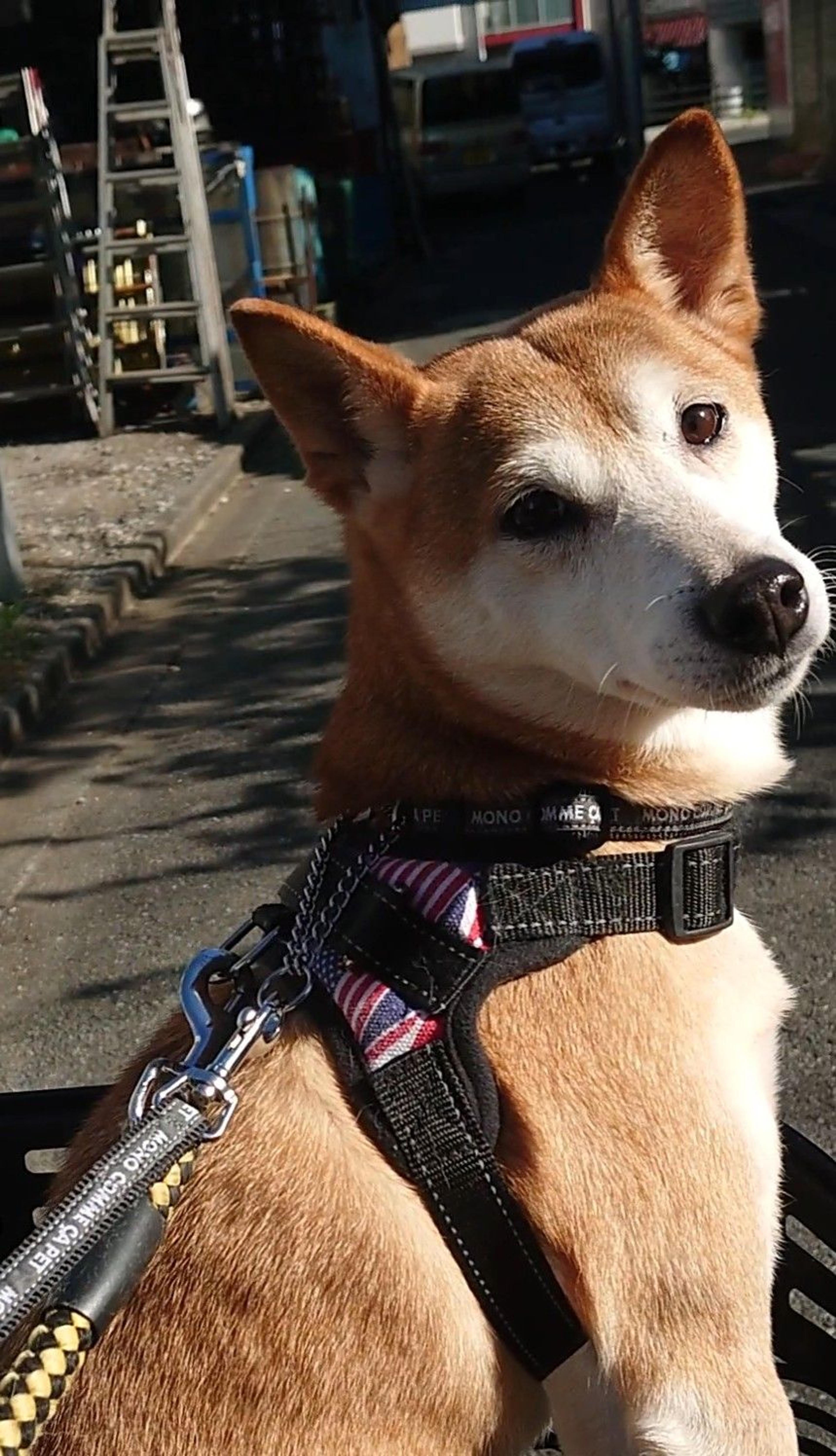 pet-image-2