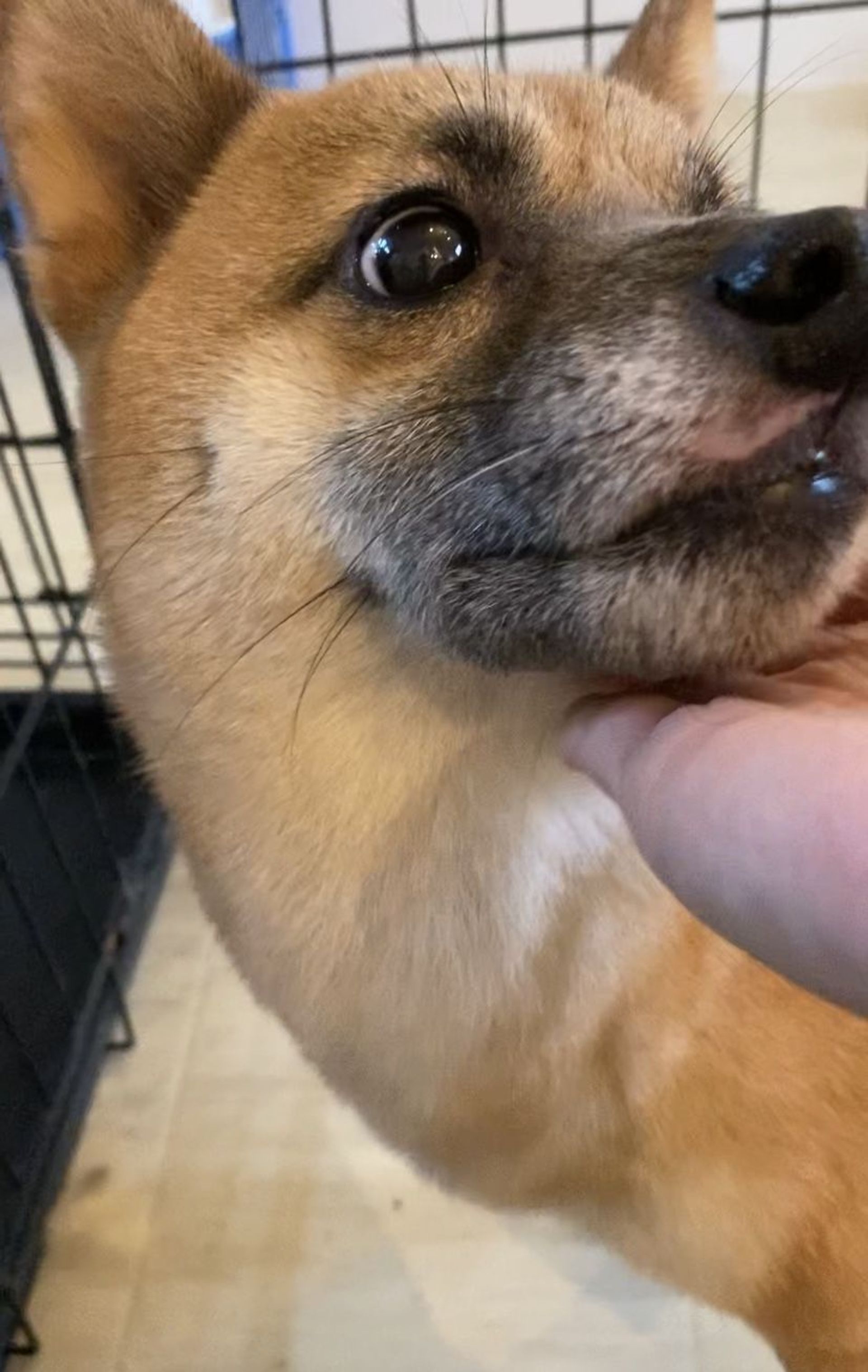 柴犬・メスの里親募集の写真