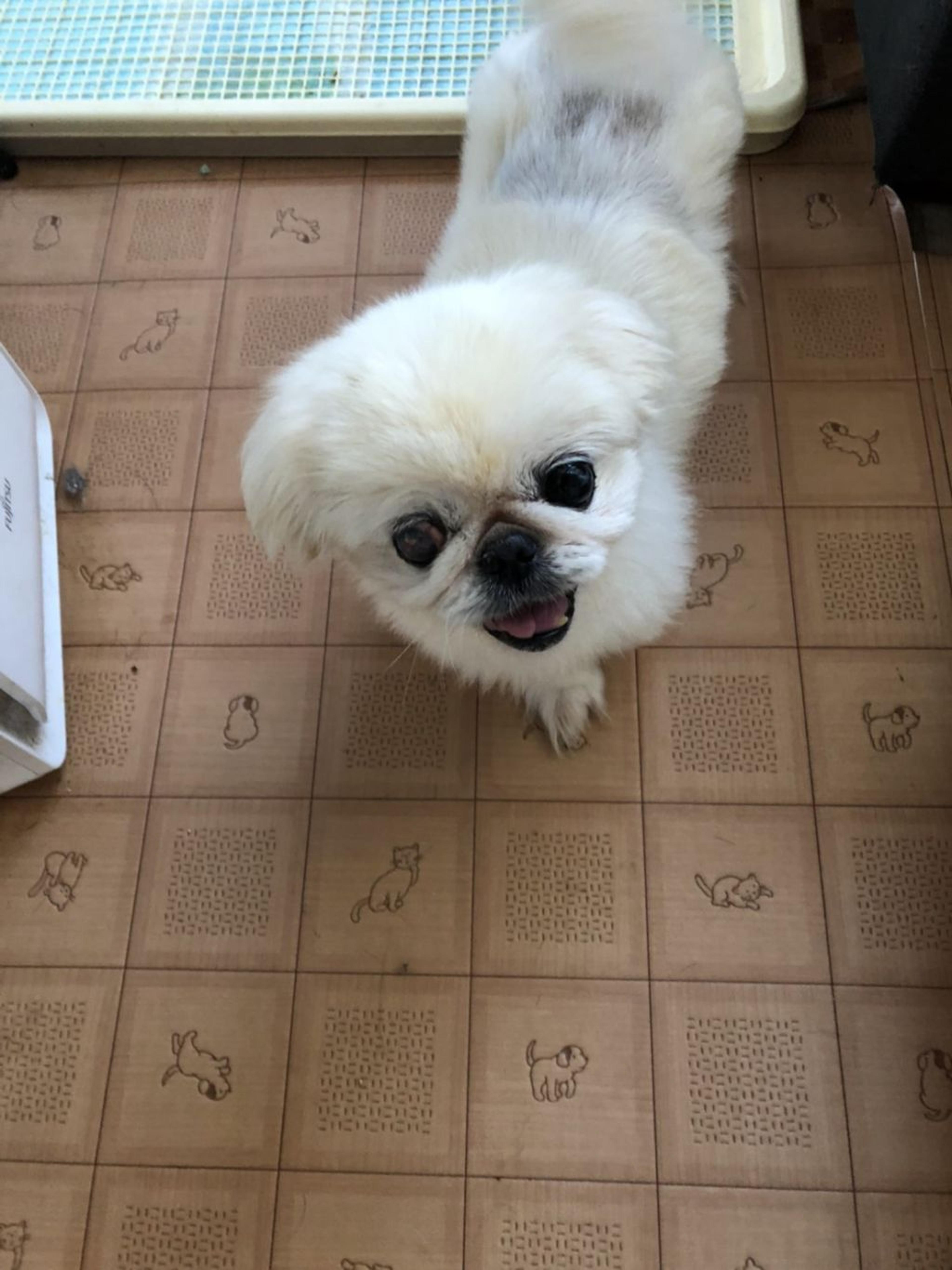 pet-image-2