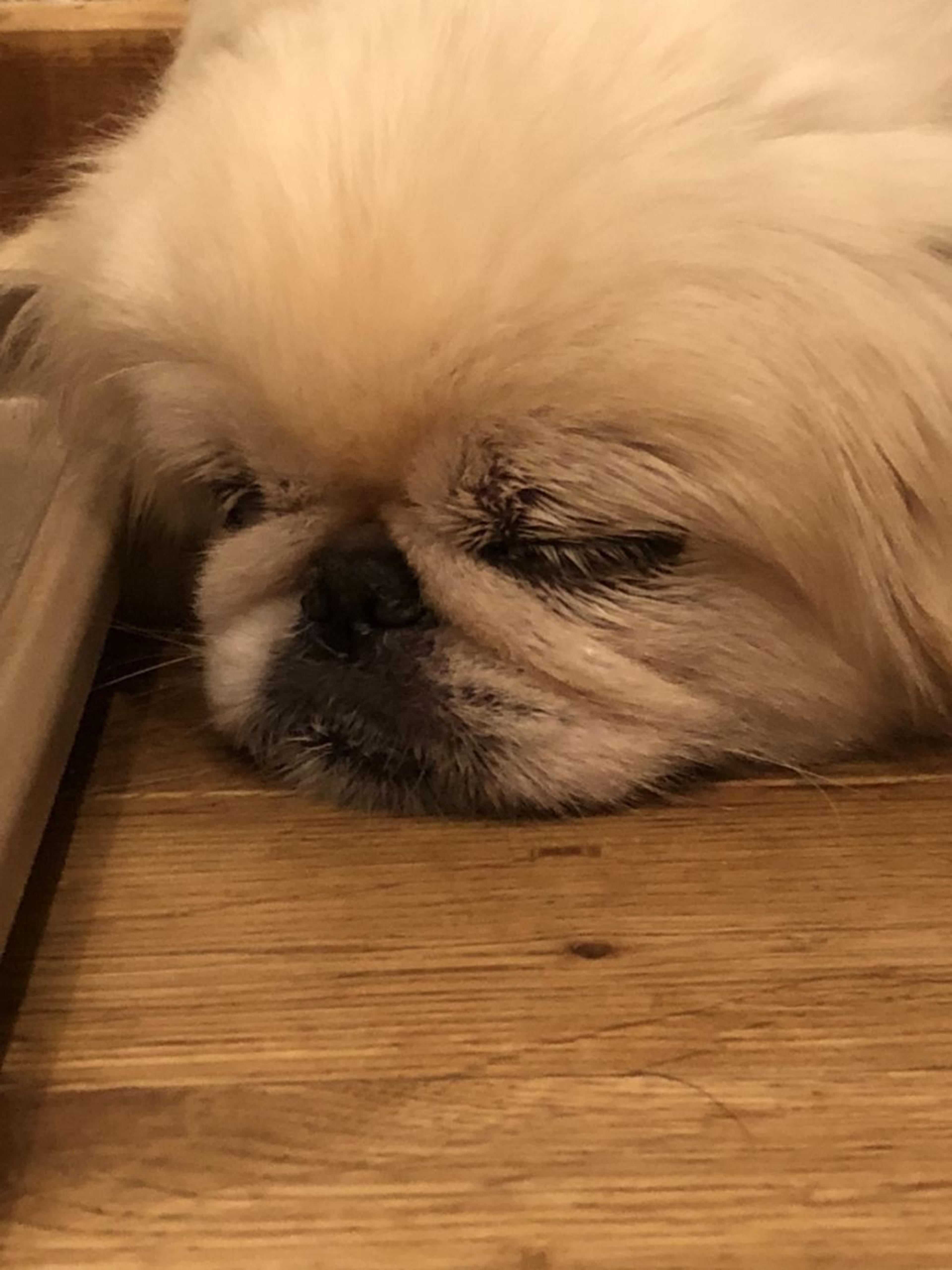 pet-image-3