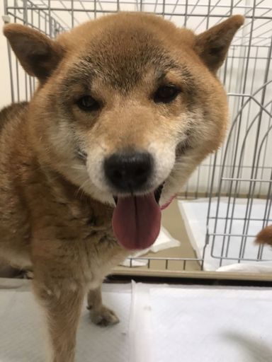 らなちゃんの写真