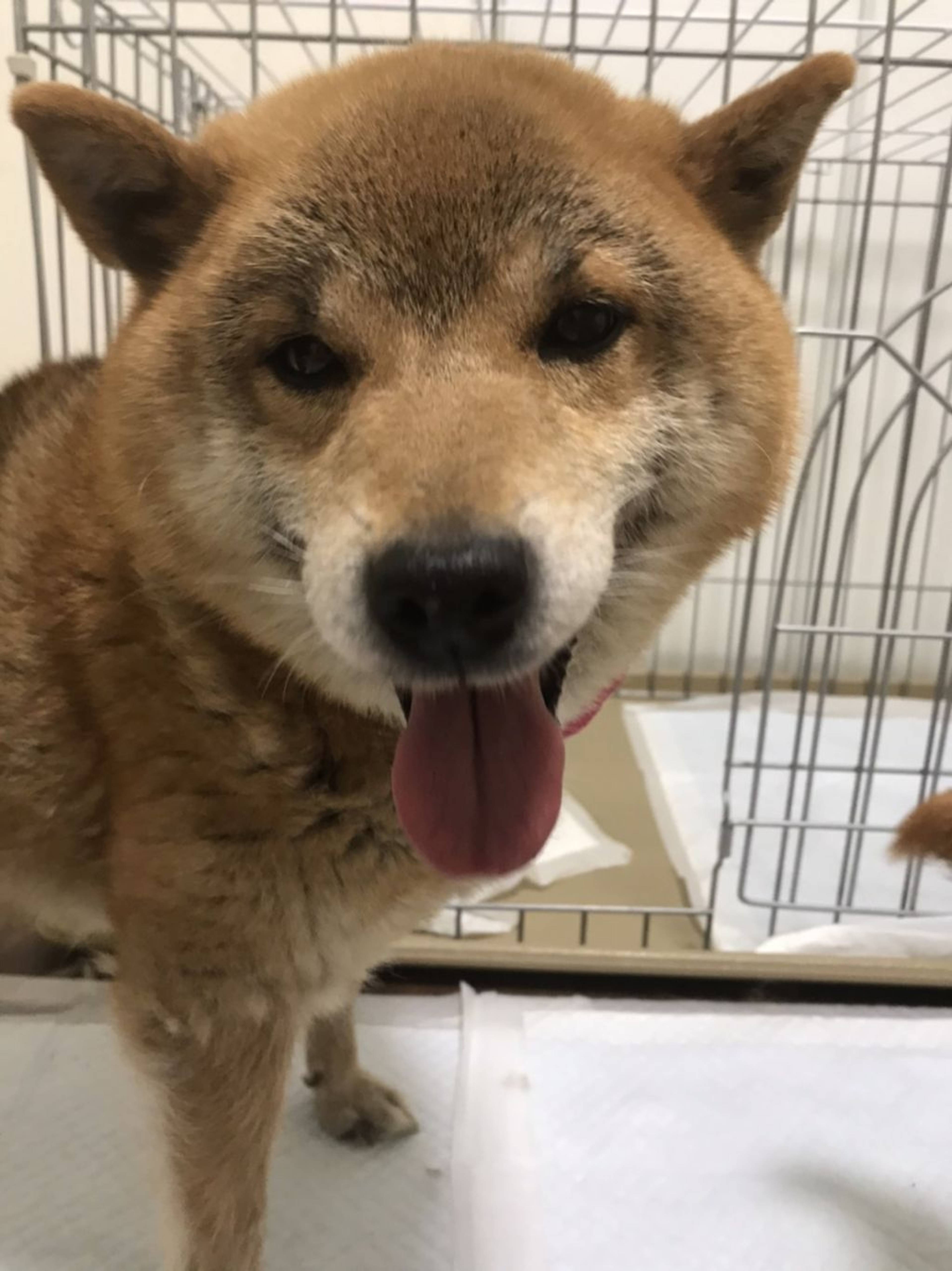 柴犬・メスの里親募集の写真