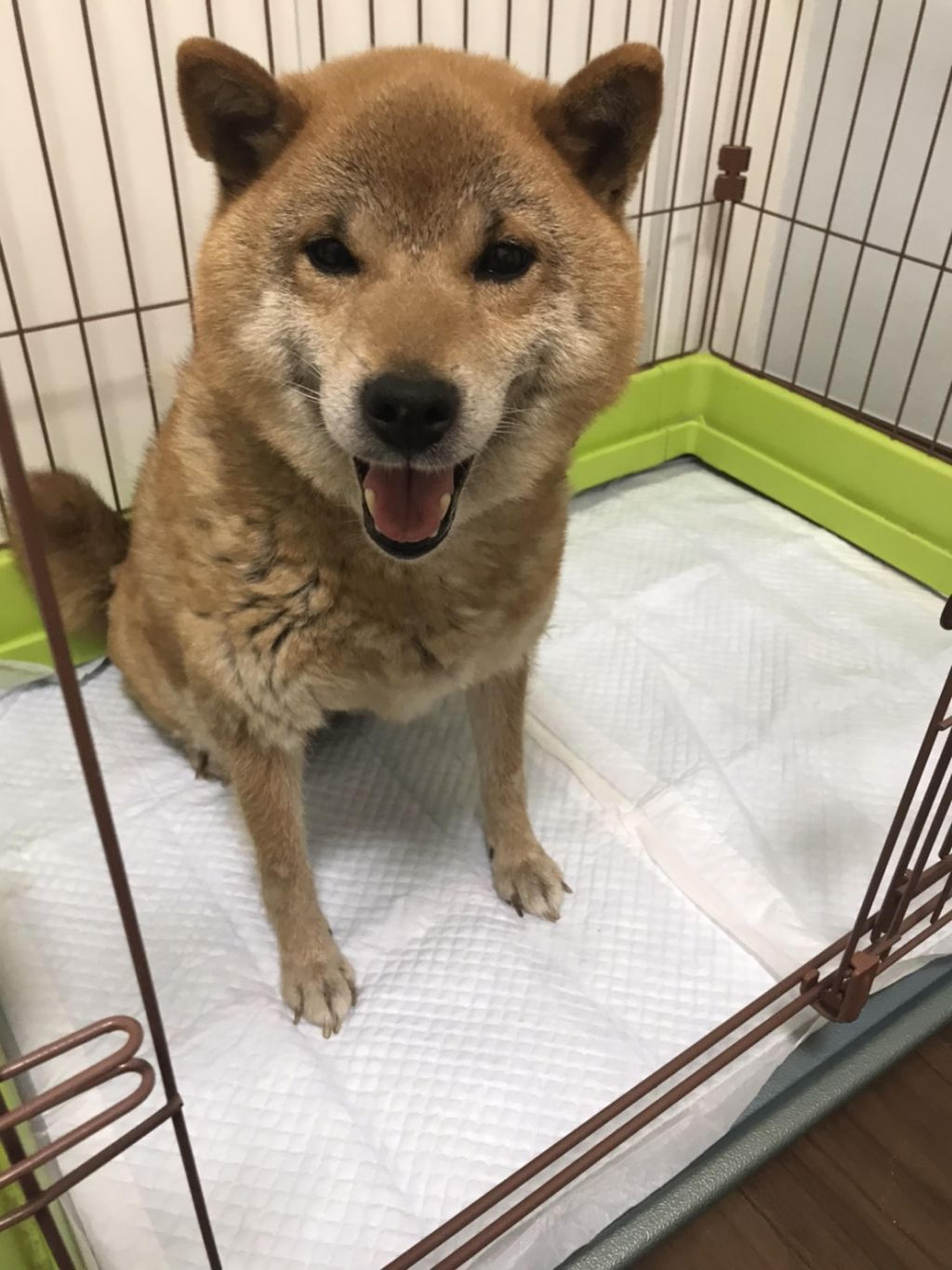 pet-image-2