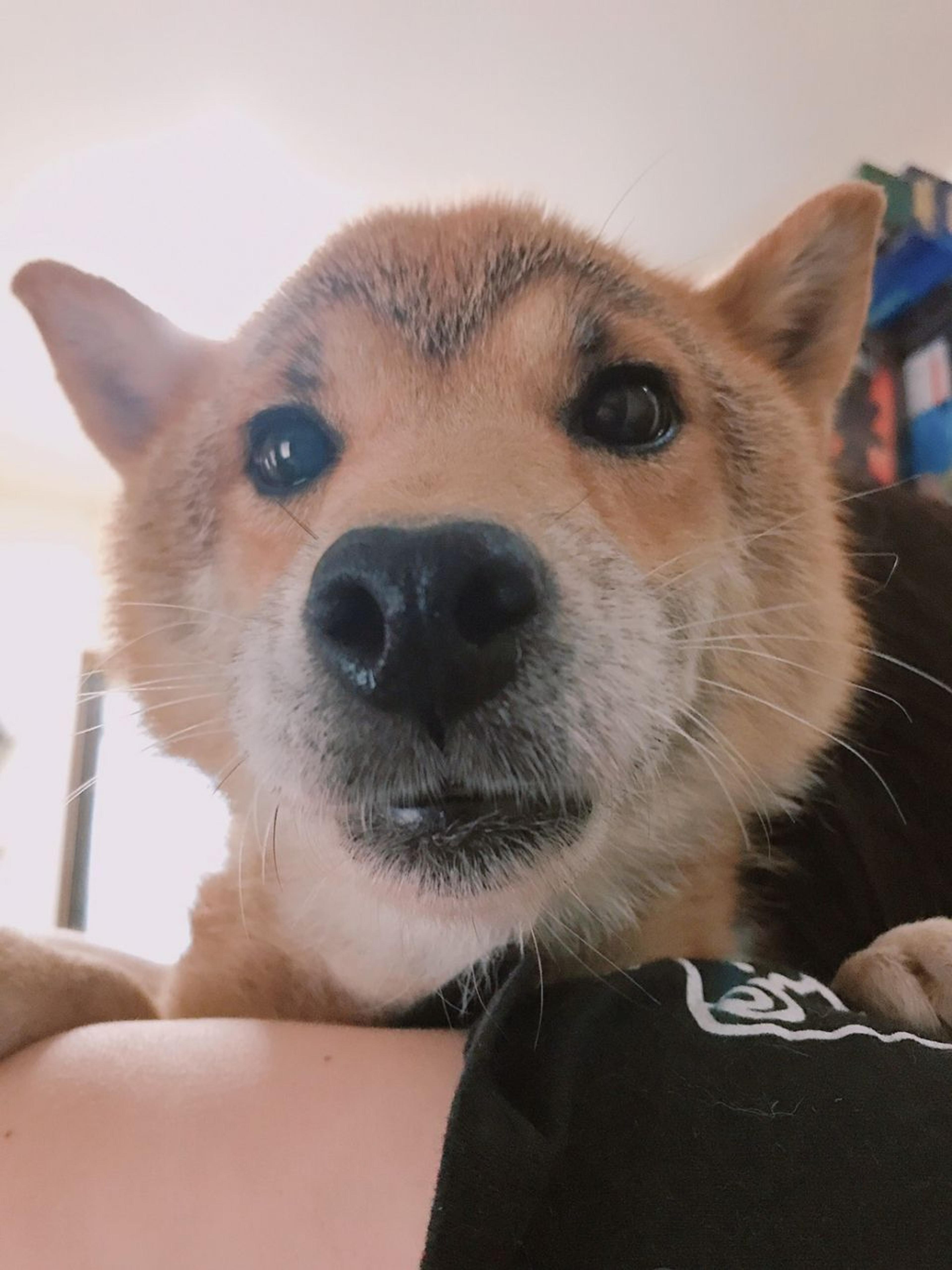 pet-image-3