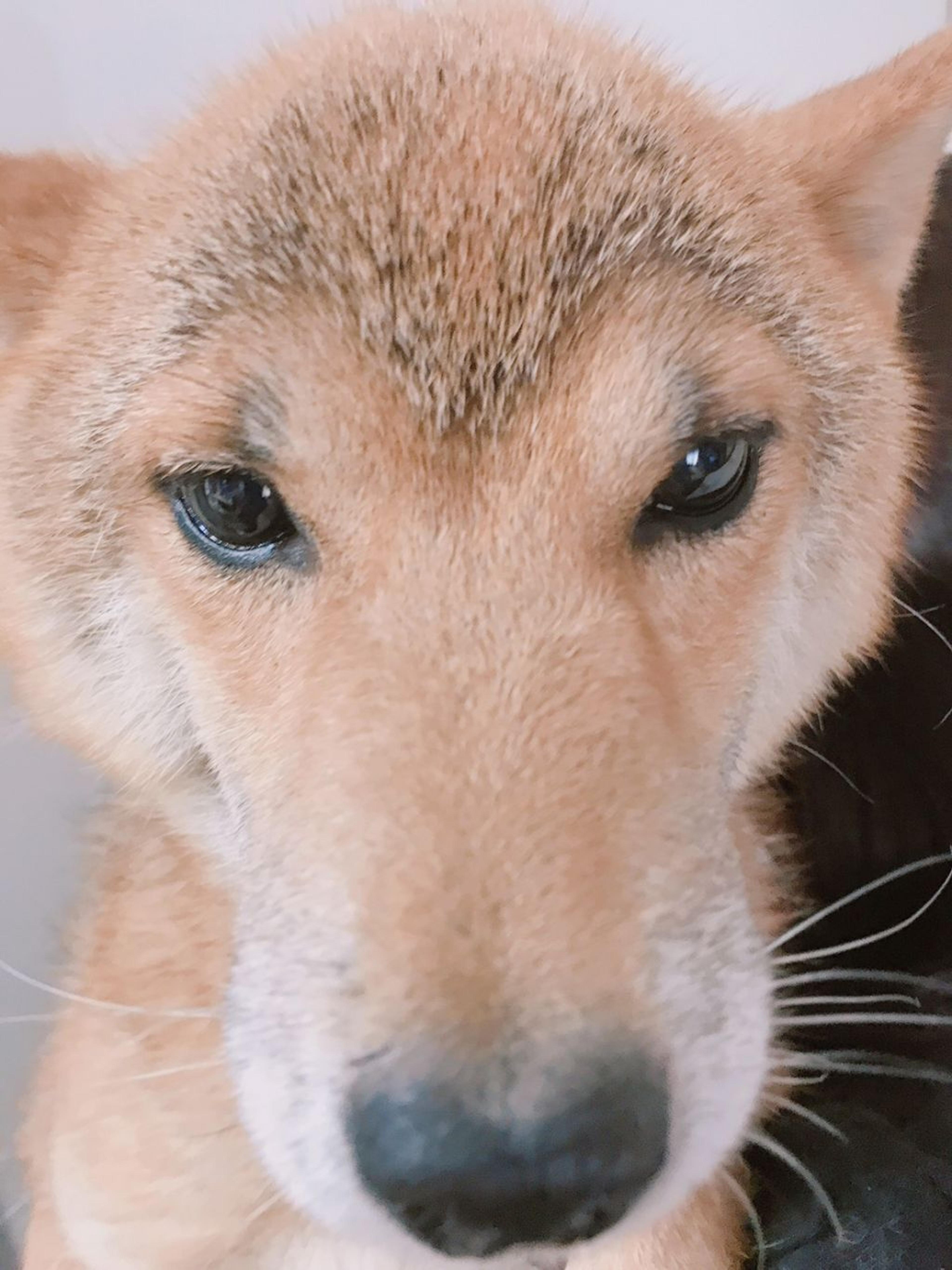 pet-image-5