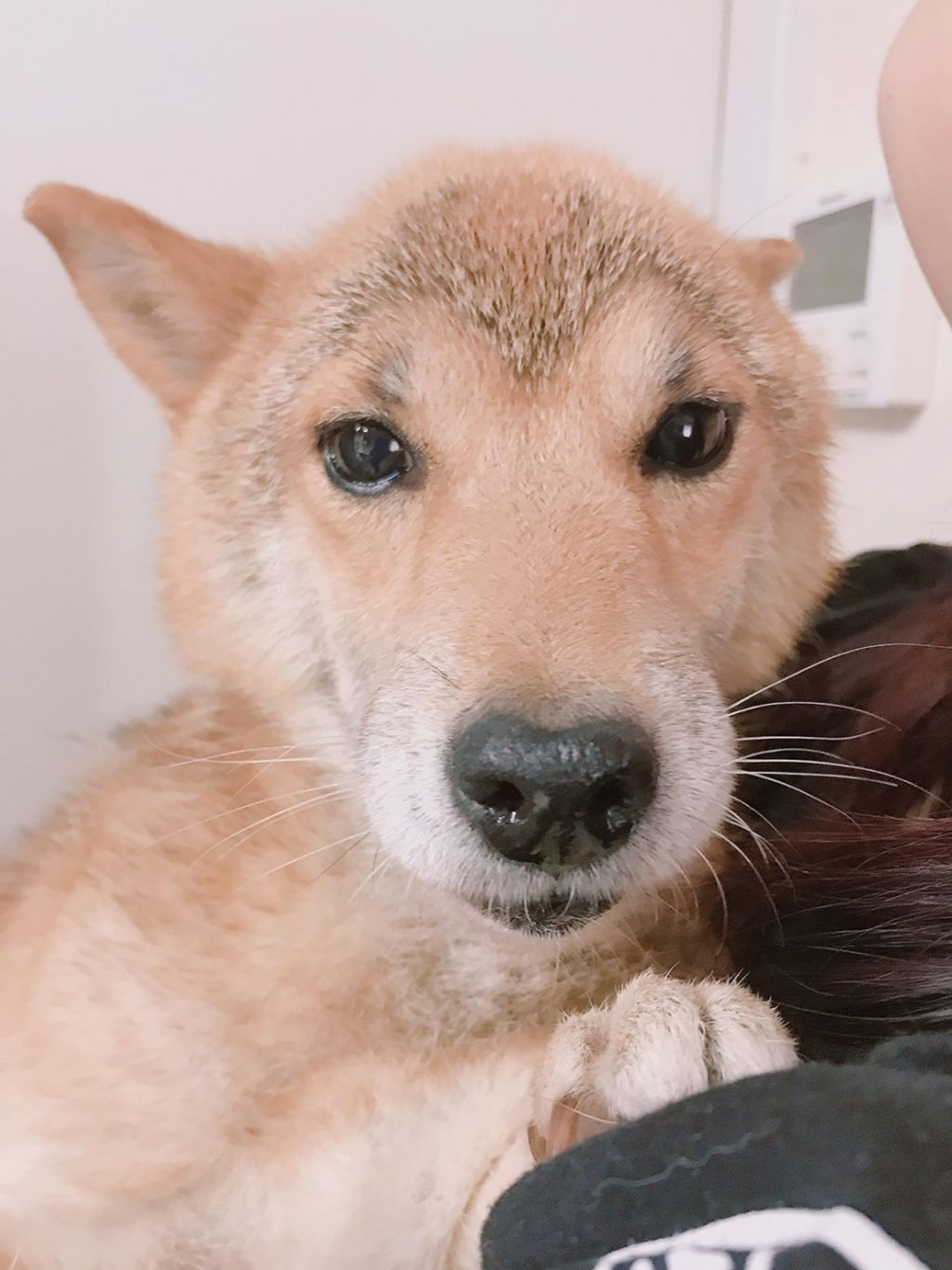 pet-image-6