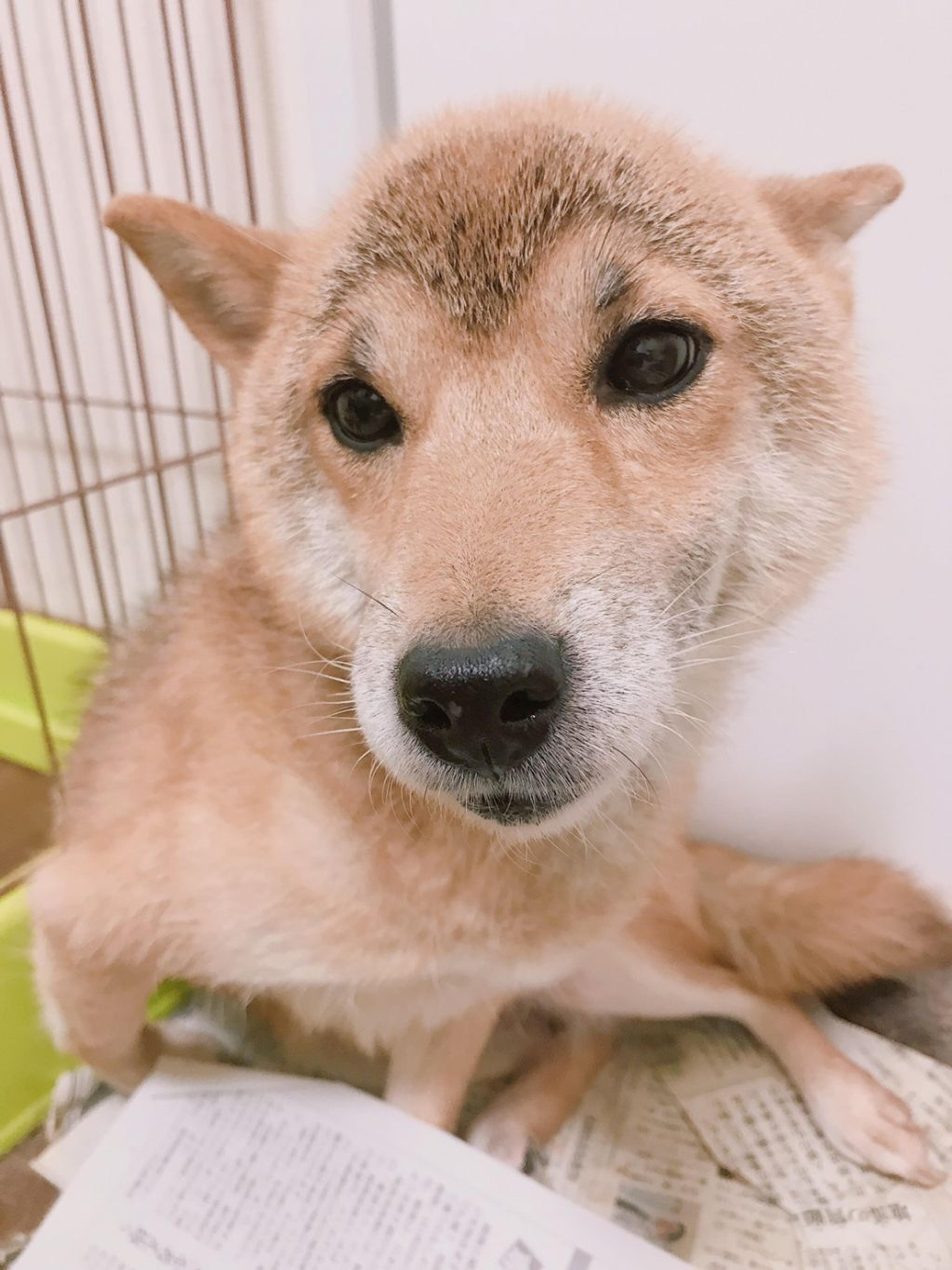 pet-image-7