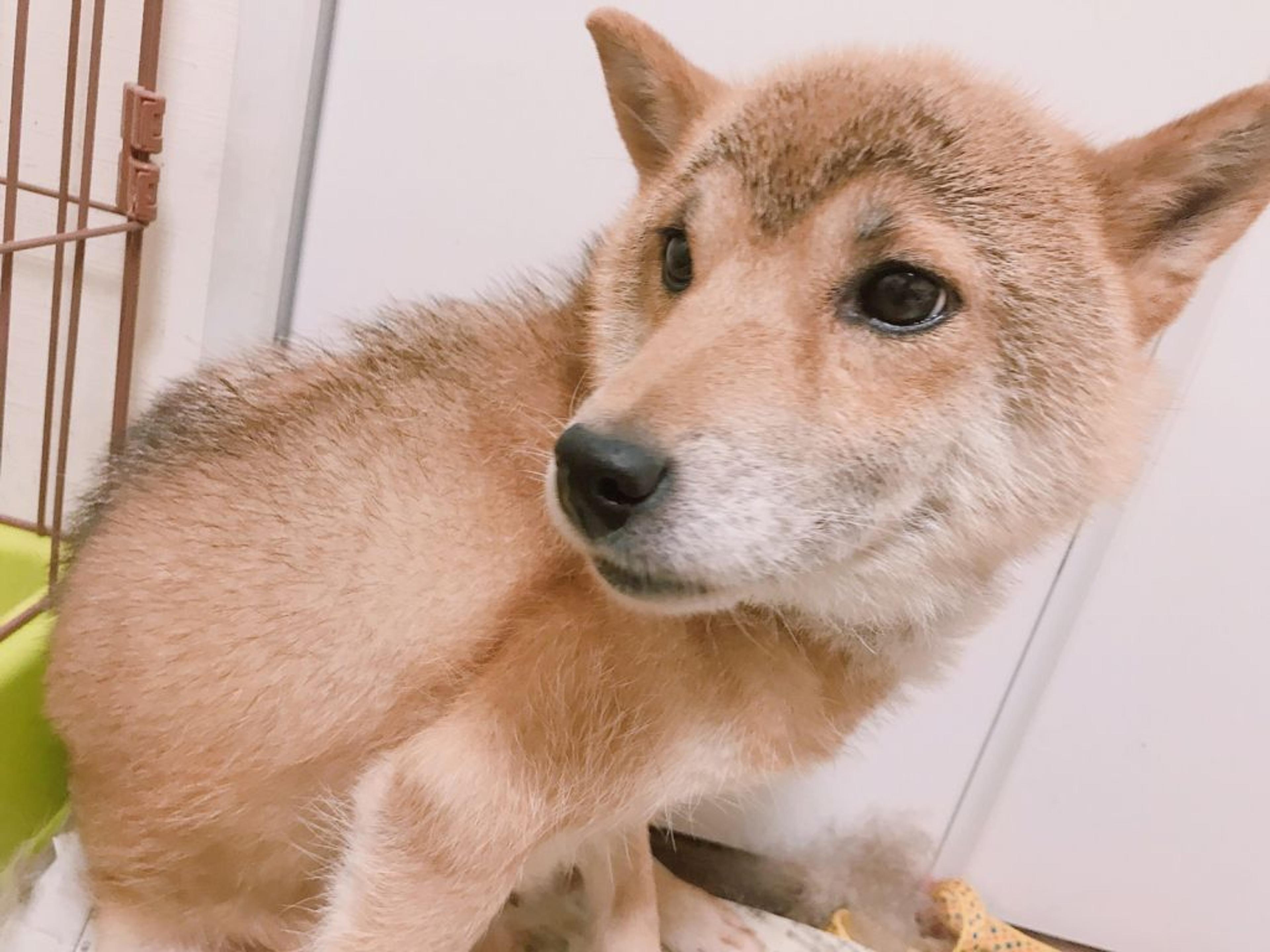 pet-image-8