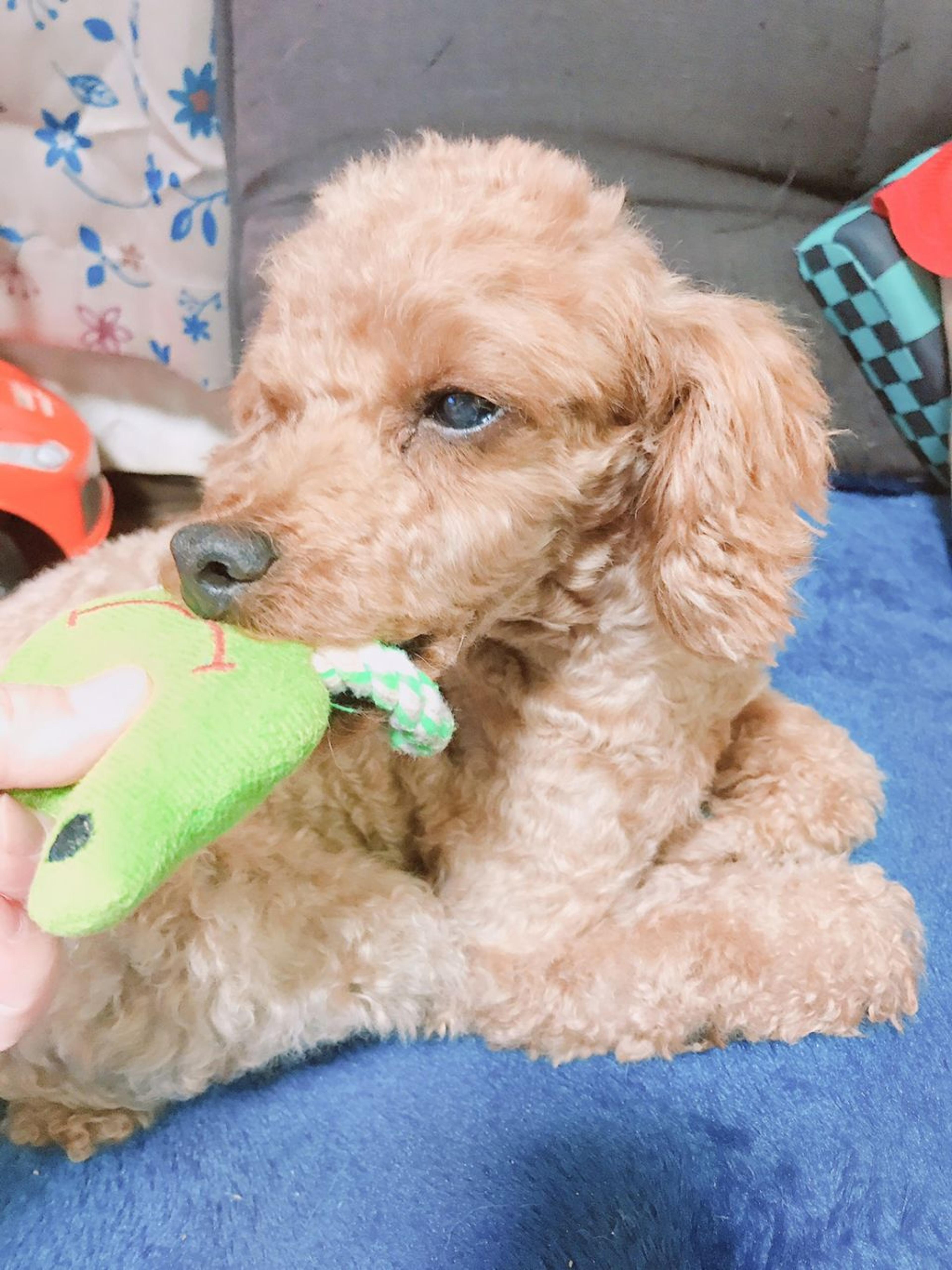 pet-image-2