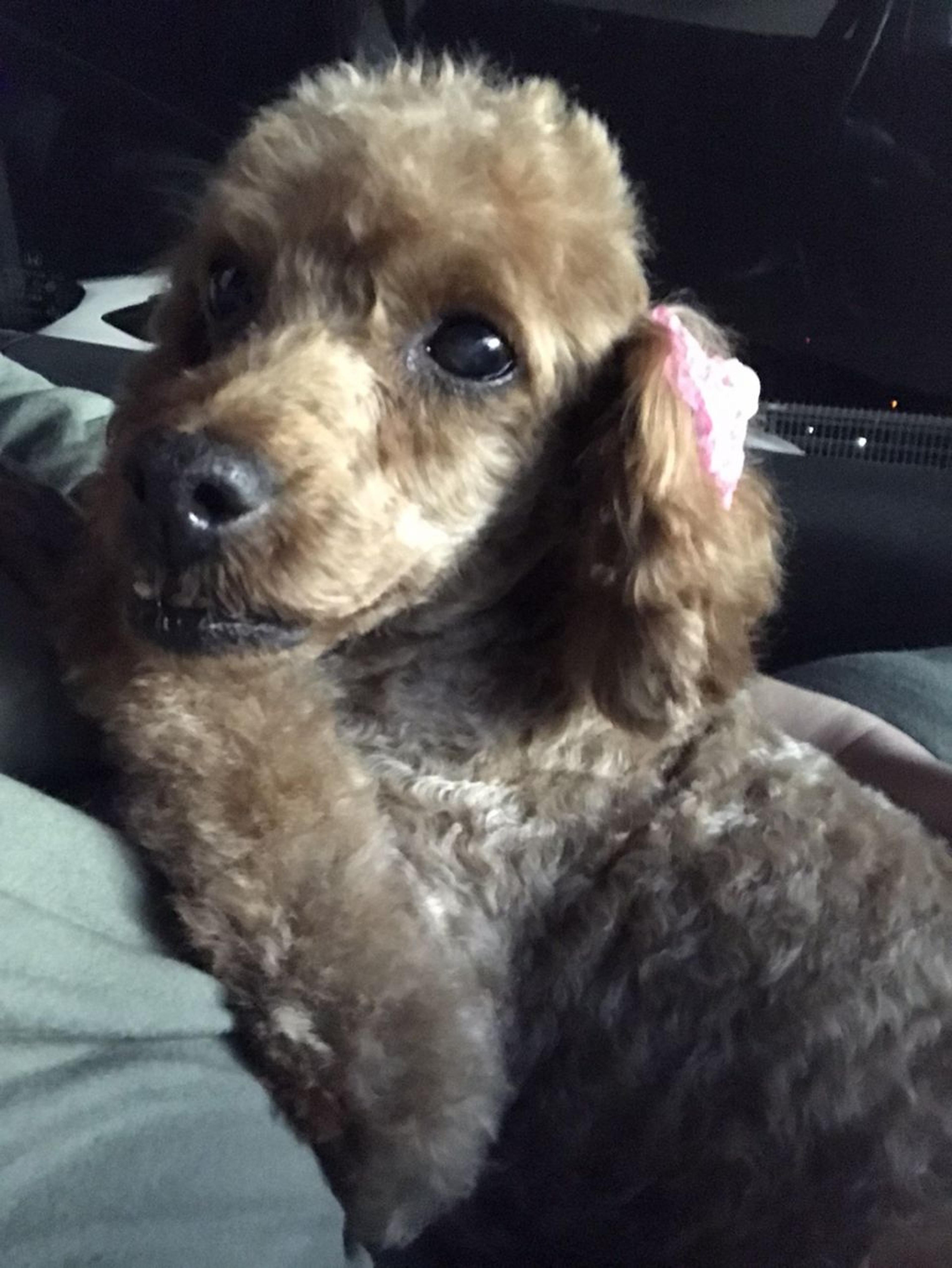 pet-image-3