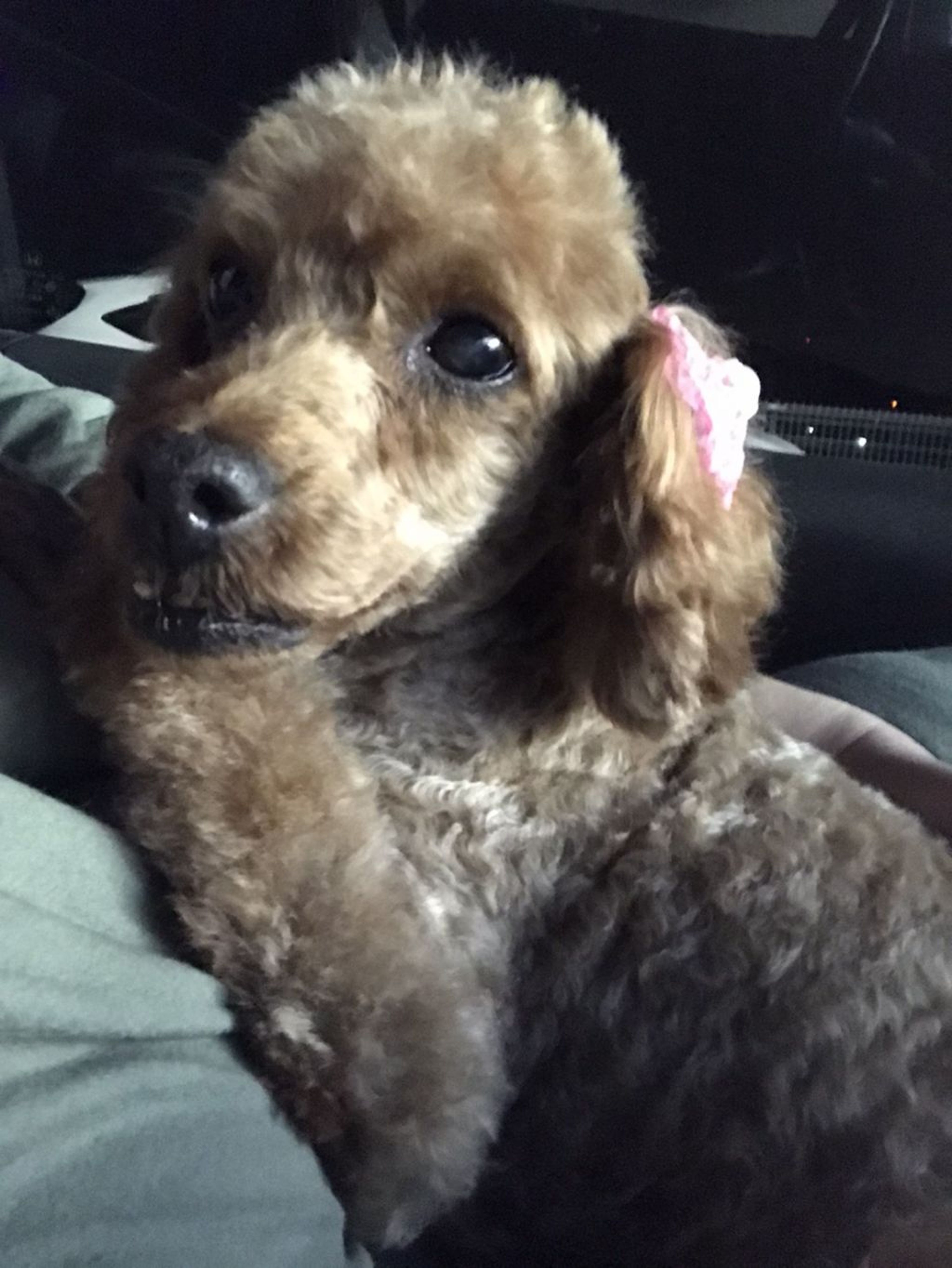 pet-image-3