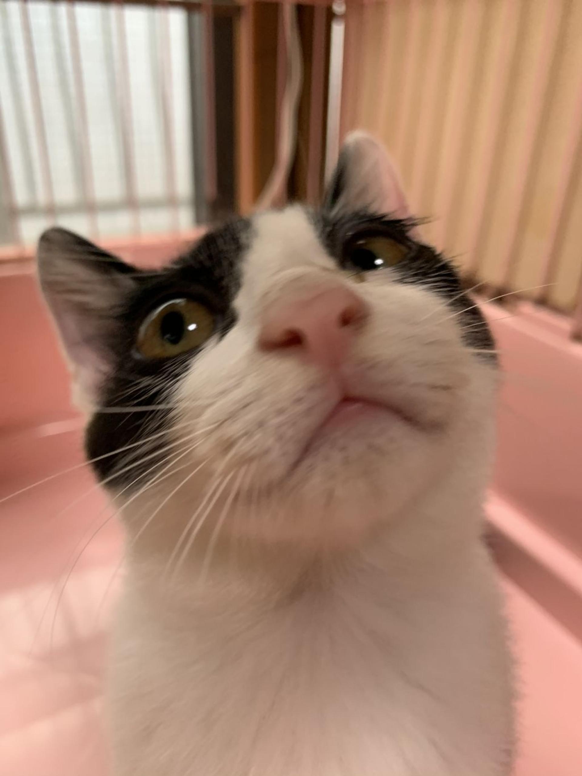 pet-image-5