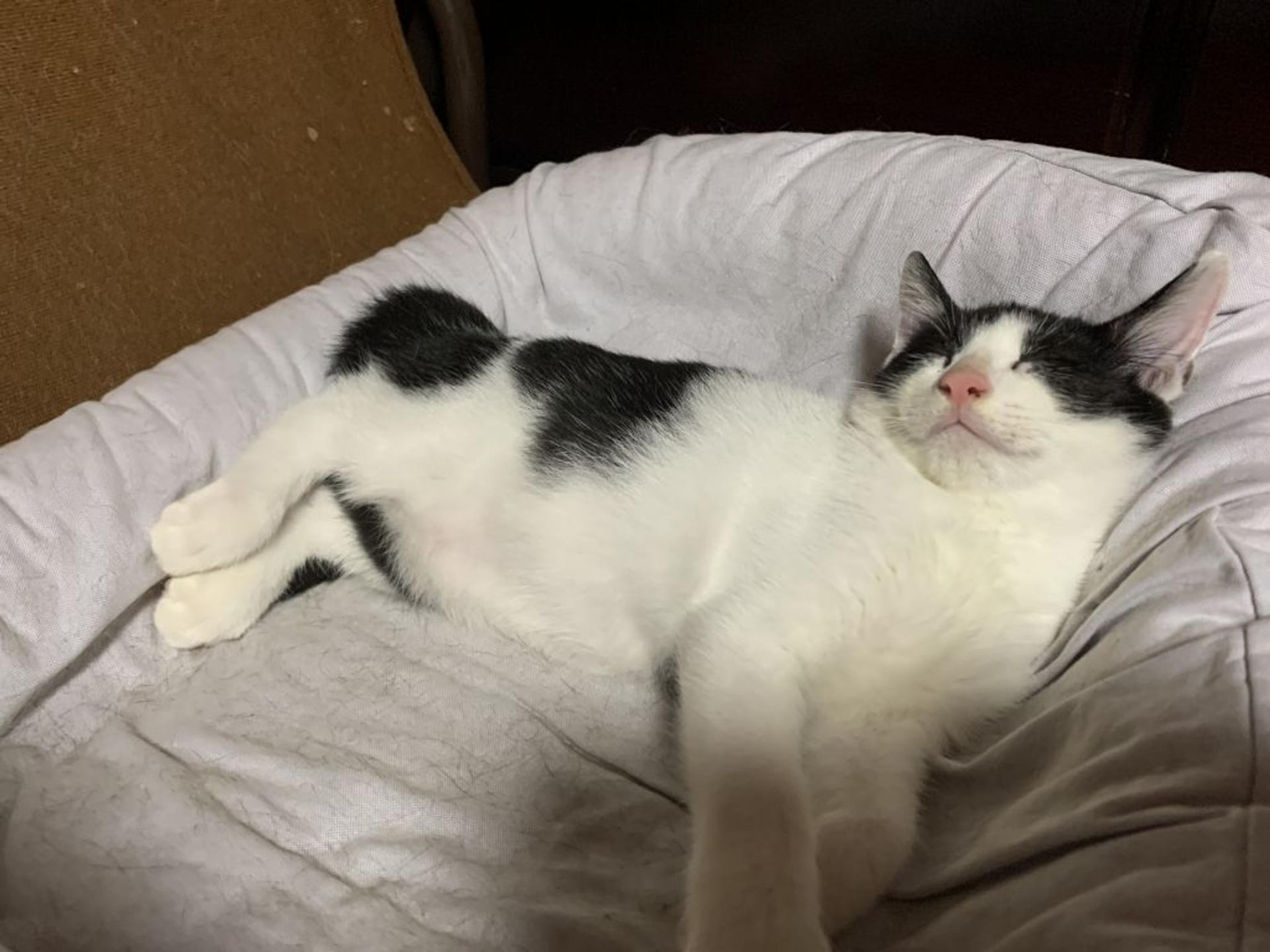 pet-image-6