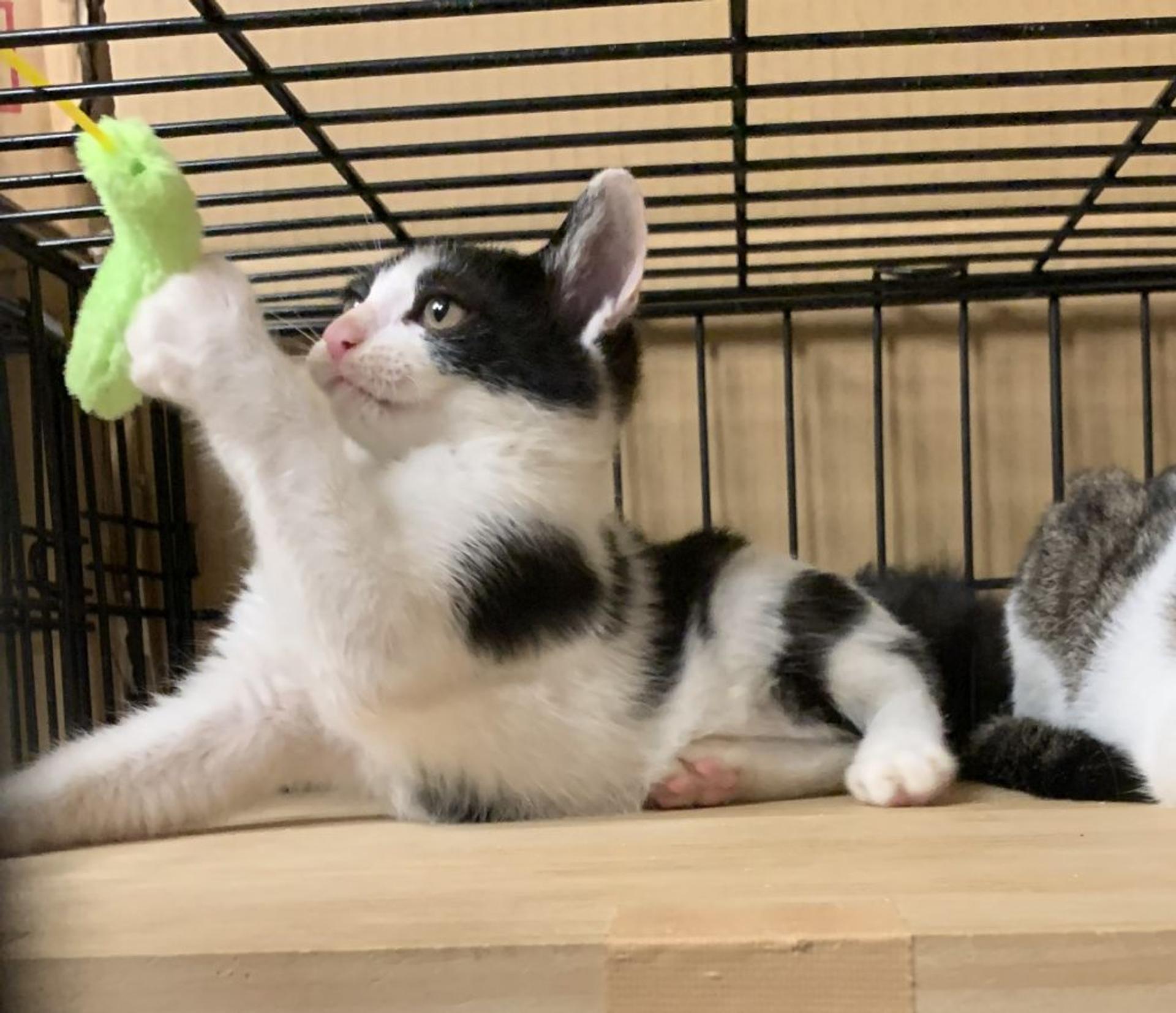 pet-image-9